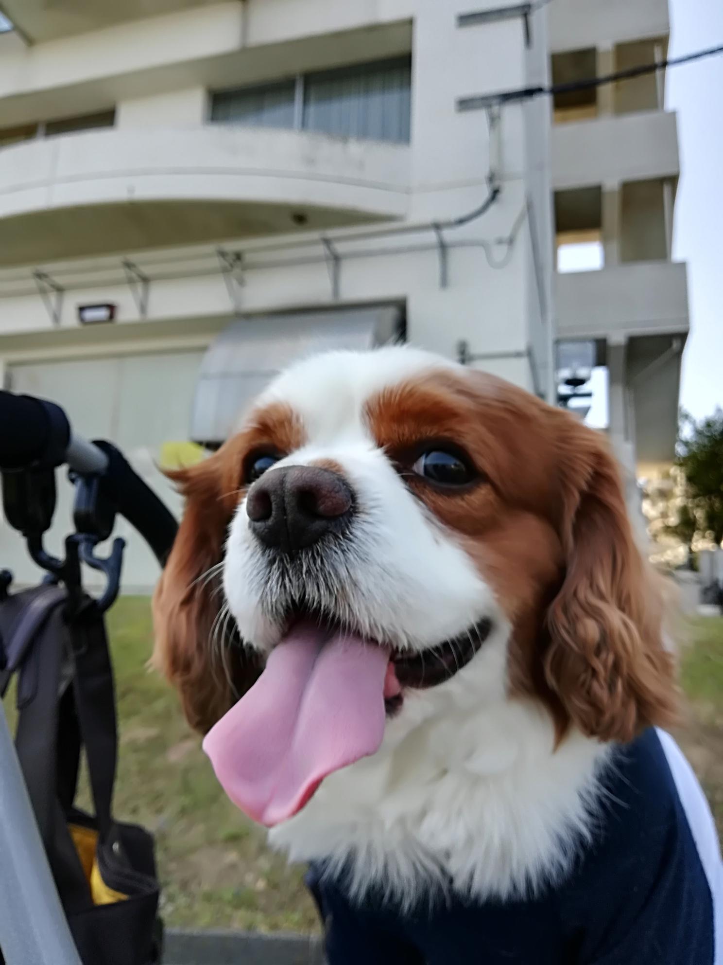 わんにゃんサイトの犬の写真