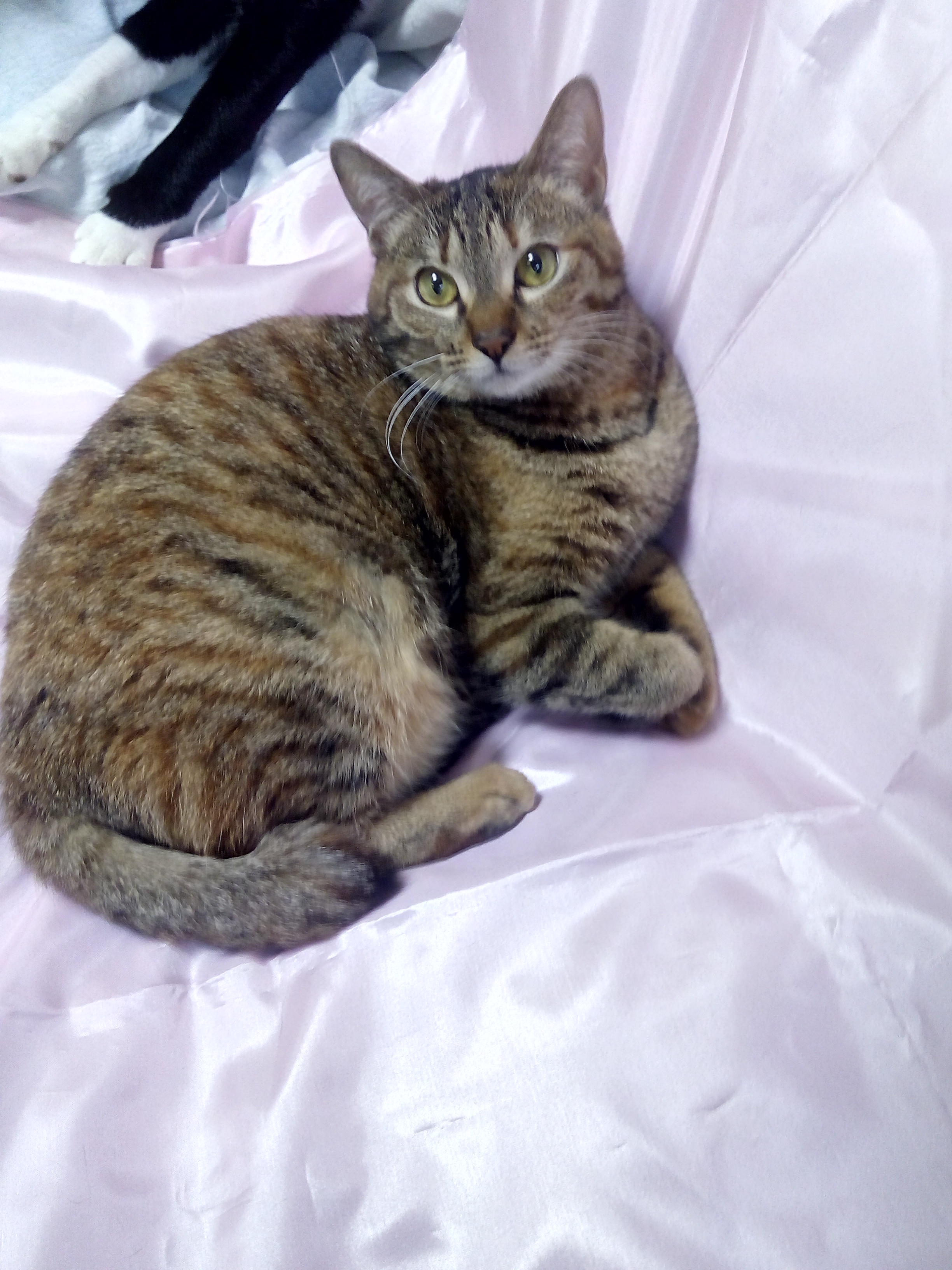 わんにゃんサイトの猫の写真