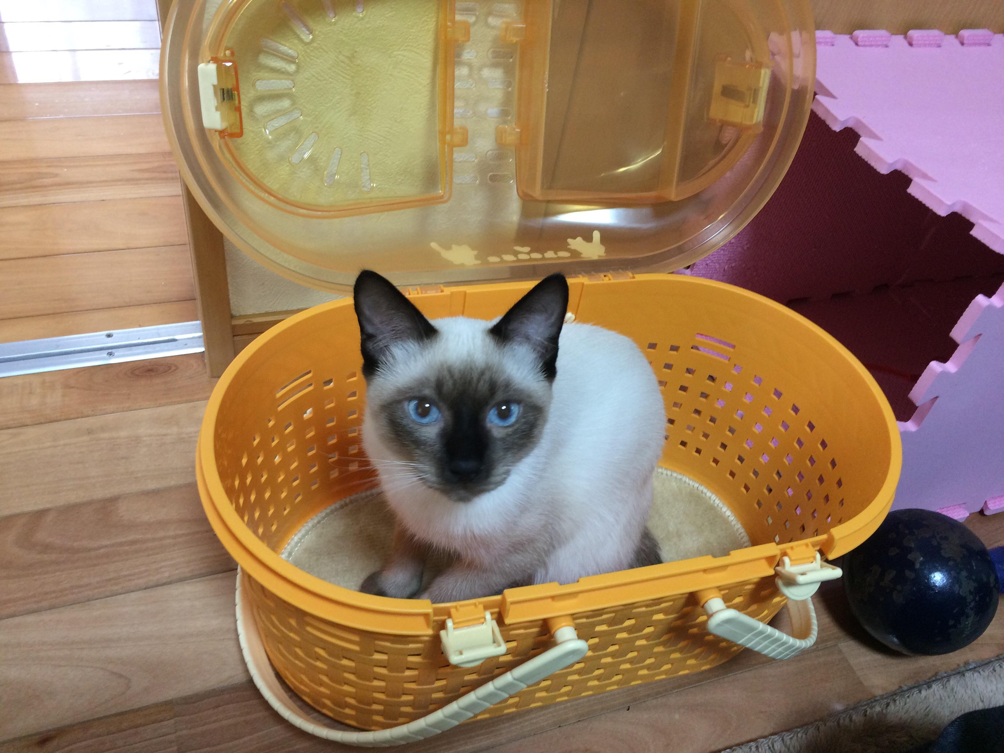 わんにゃんサイトの猫の写真