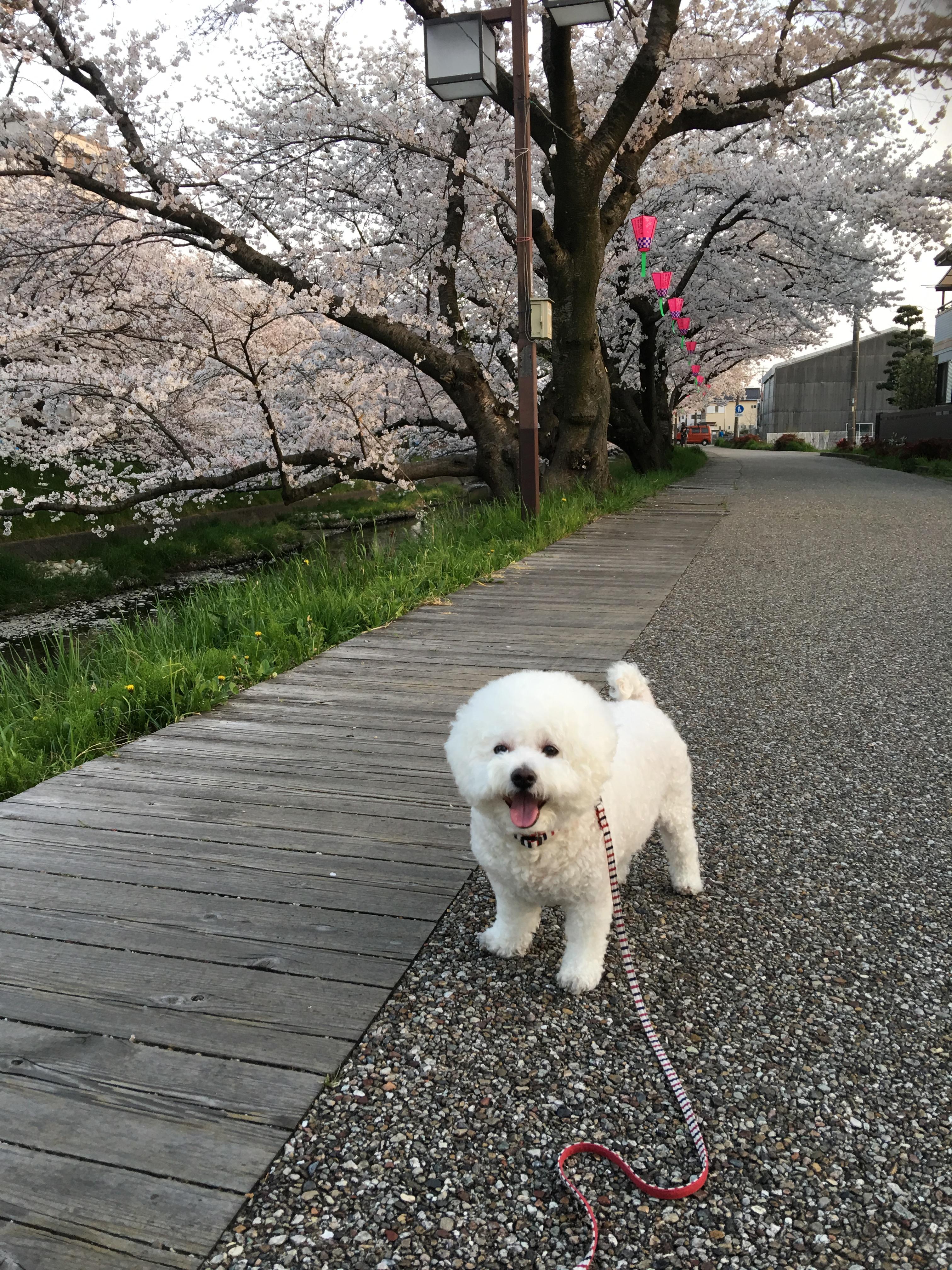 わんにゃんサイトの犬の写真