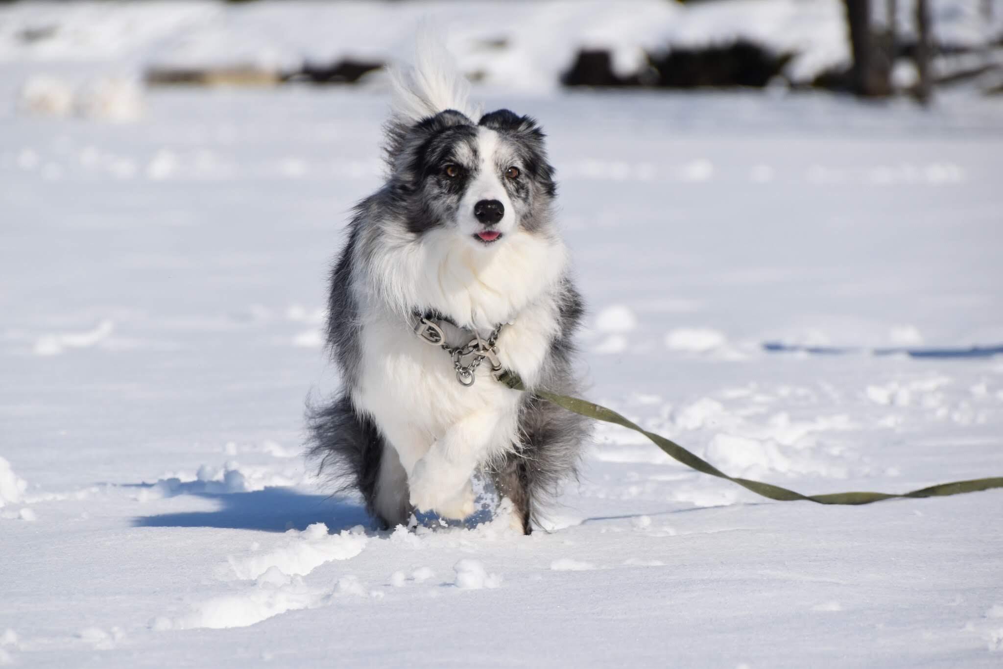 わんにゃんサイトの犬の写真