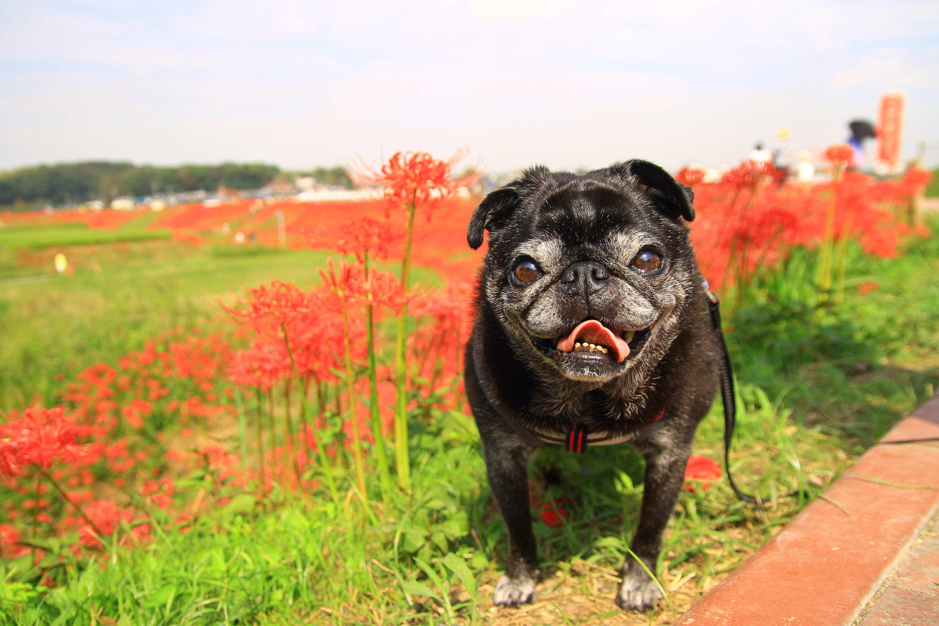 わんにゃんサイトの犬の写真
