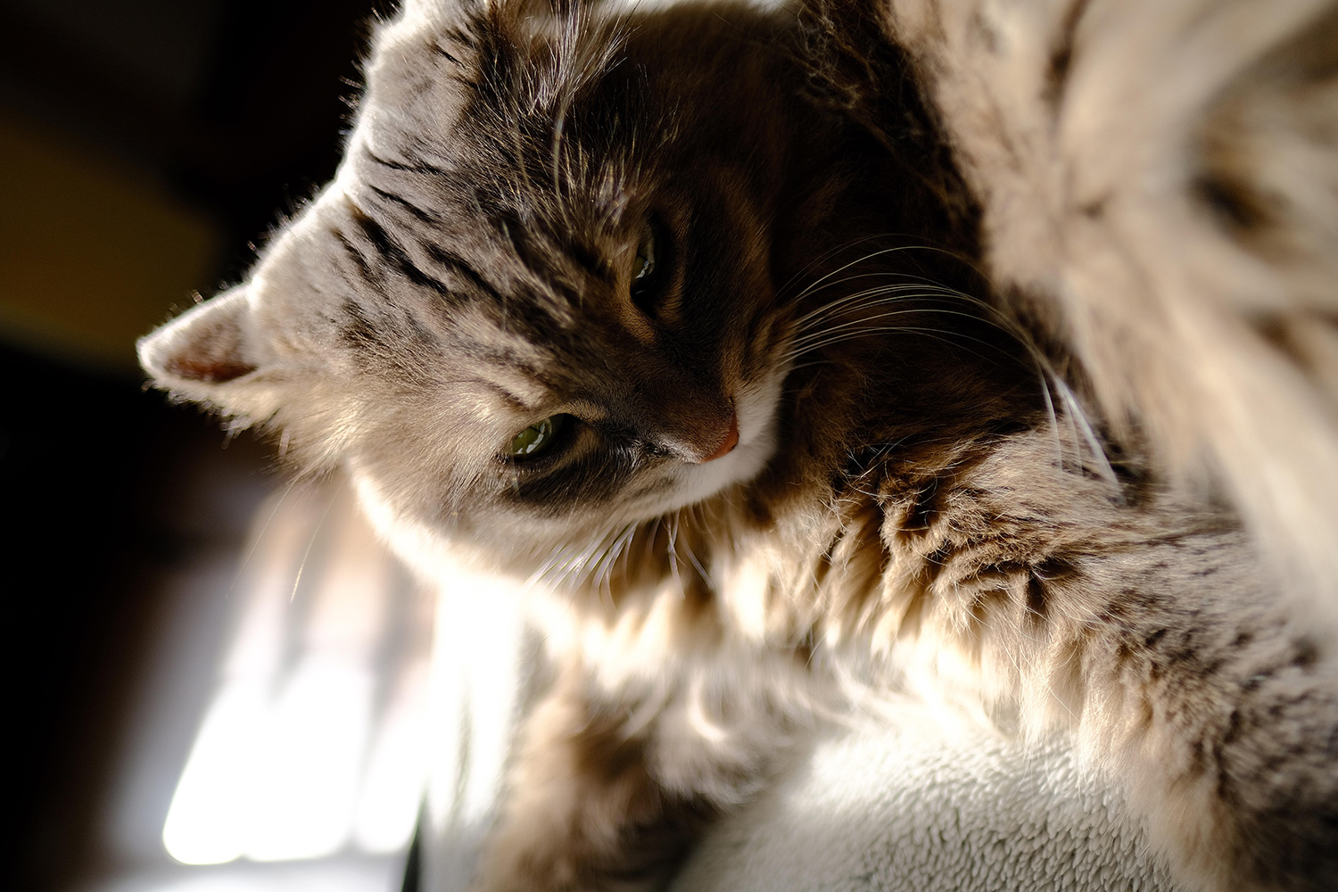 わんにゃんサイトの猫の写真