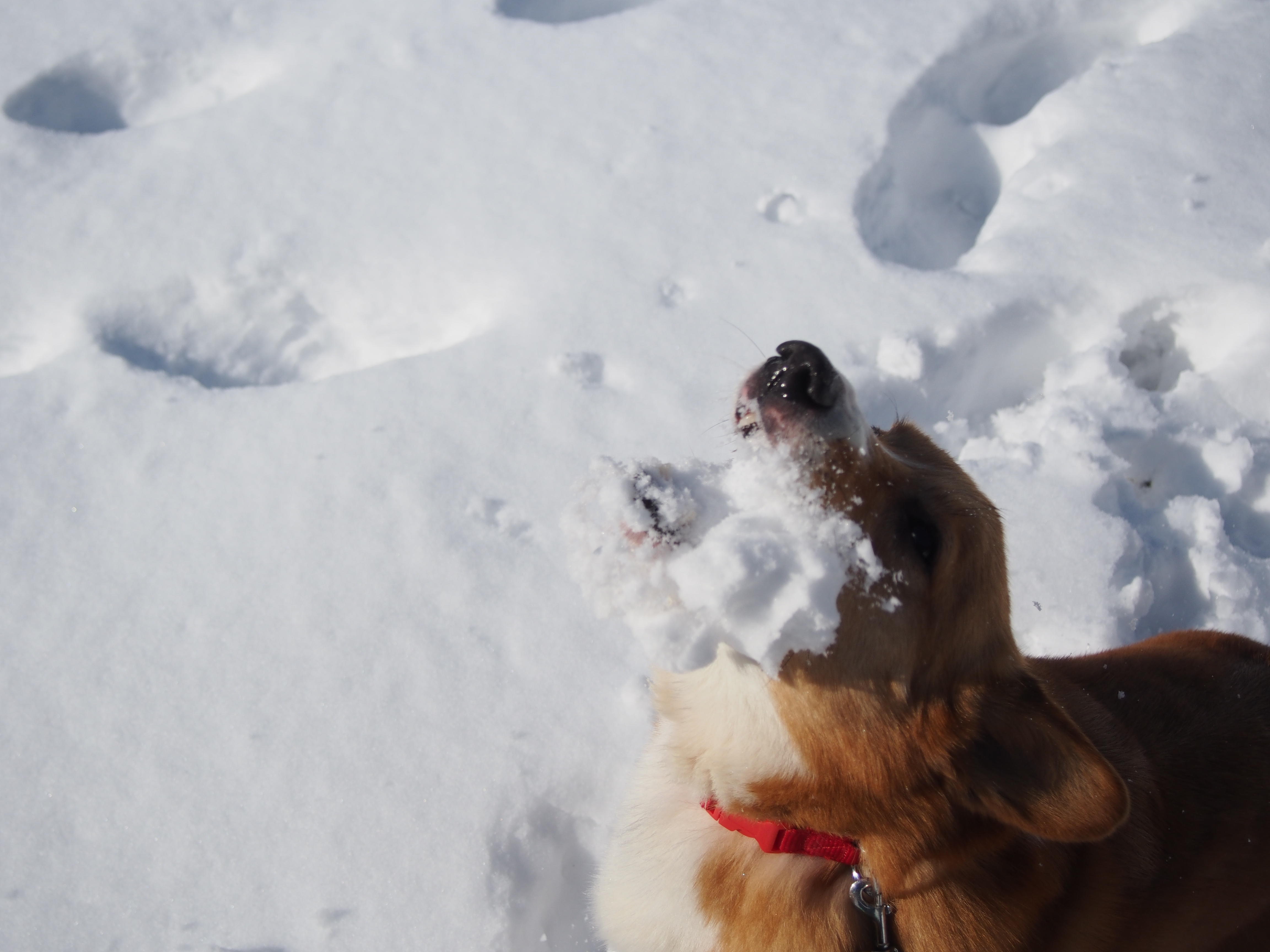 わんにゃんサイトの犬の写真