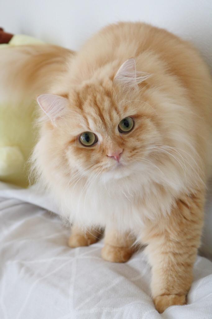 わんにゃんサイトの猫の写真