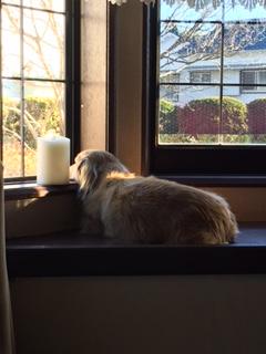 わんにゃんサイトの犬の写真