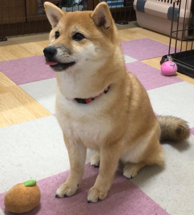 わんにゃんサイトの犬の写真