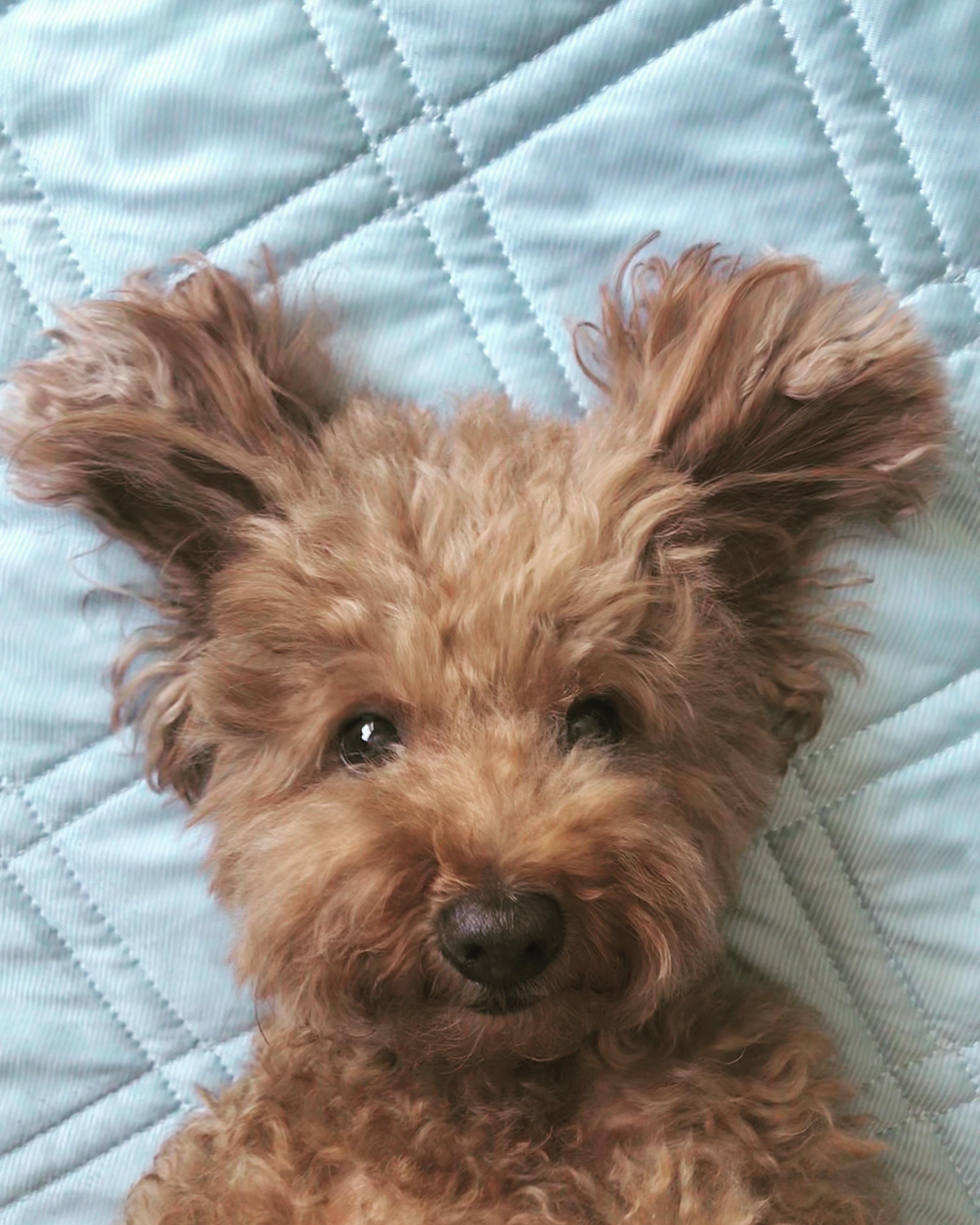 わんにゃんサイトの犬の写真