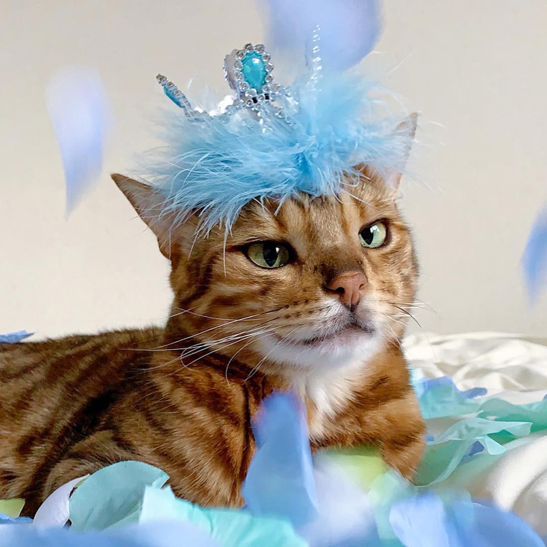 わんにゃんサイトの猫の写真