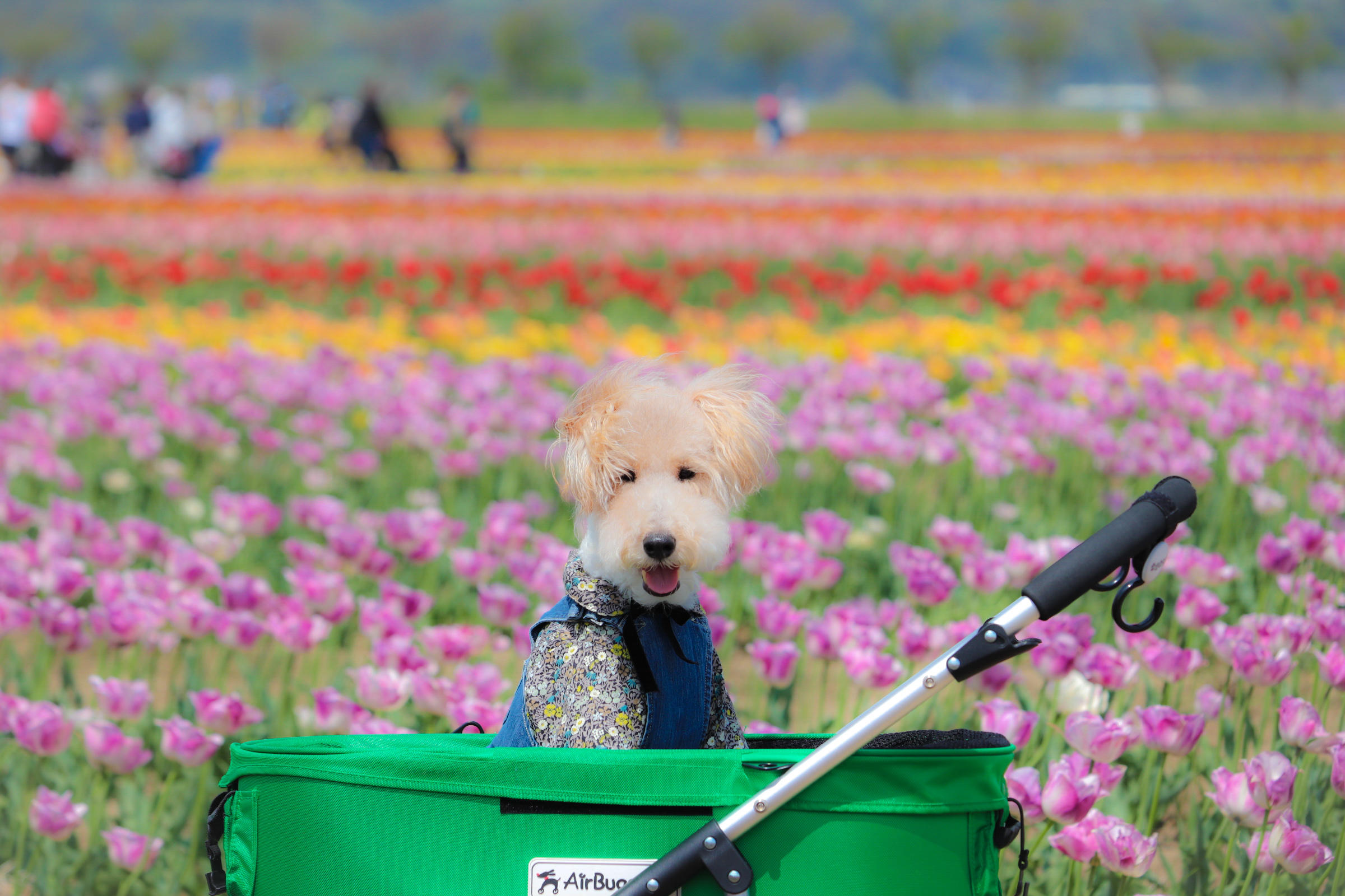 わんにゃんサイトの犬の写真