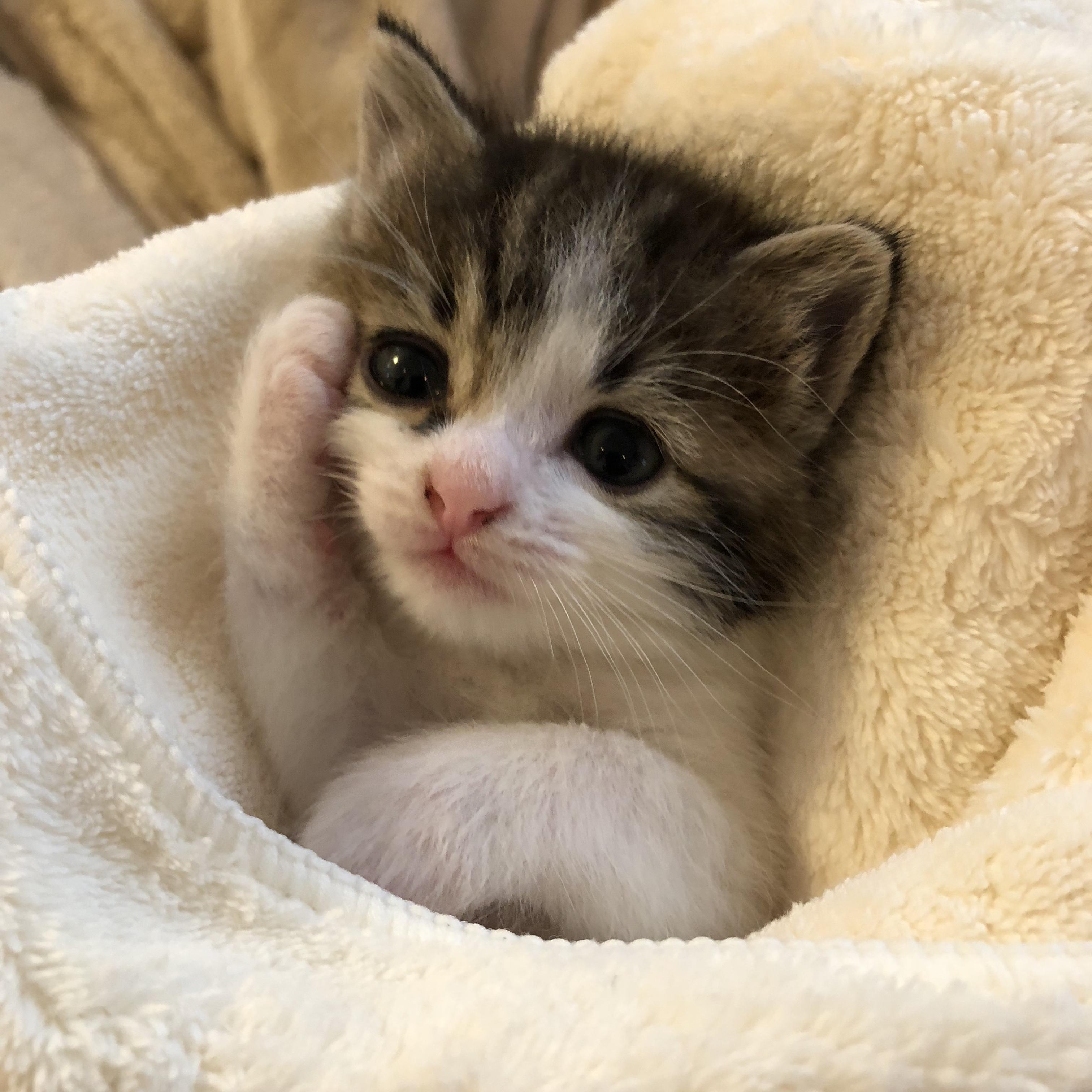 わんにゃんサイトの猫の写真