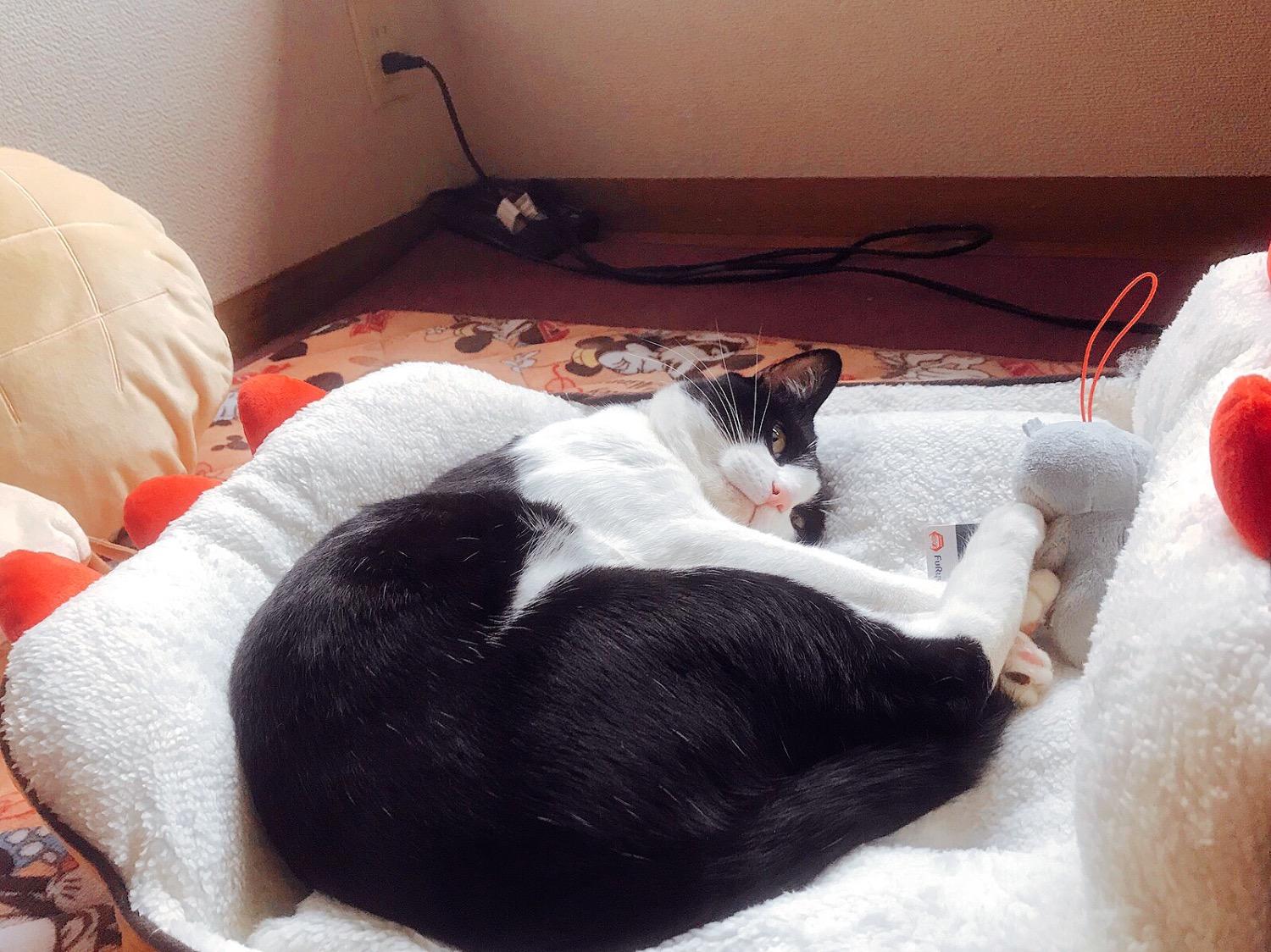 わんにゃんサイトの猫の写真