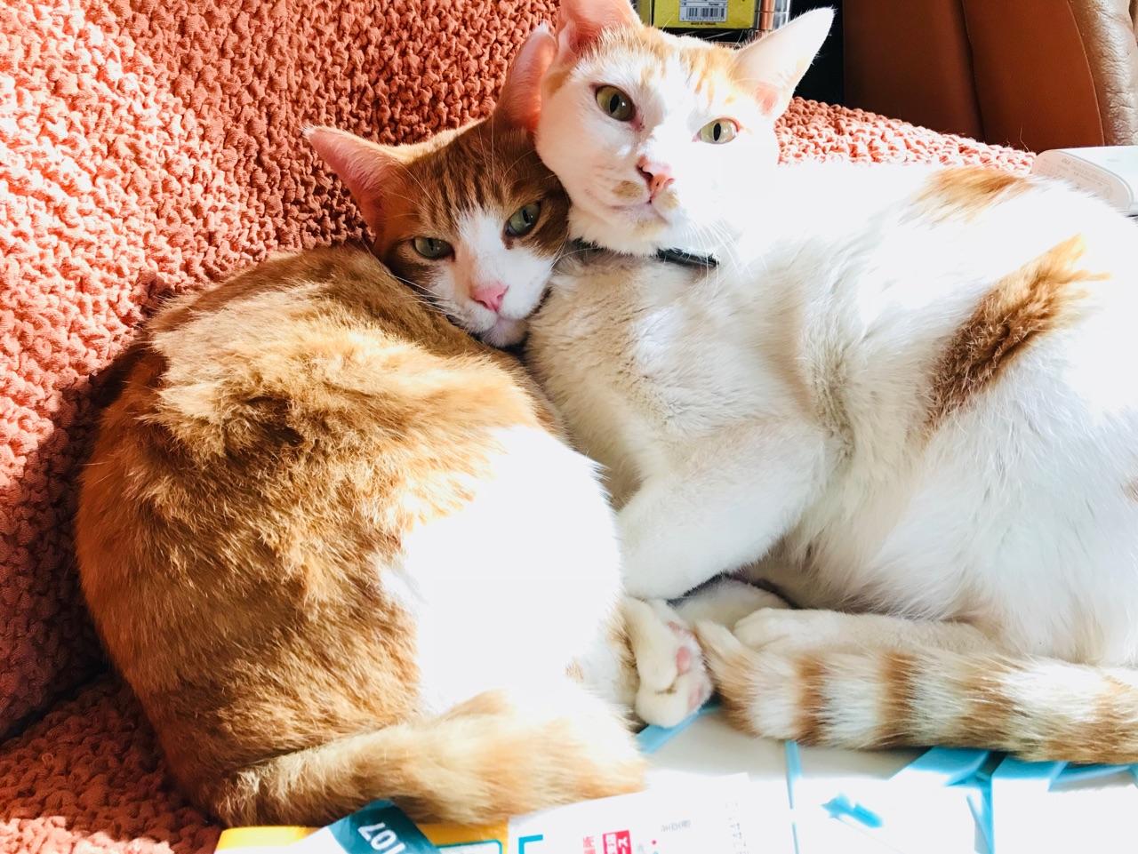 わんにゃんサイトの猫の写真