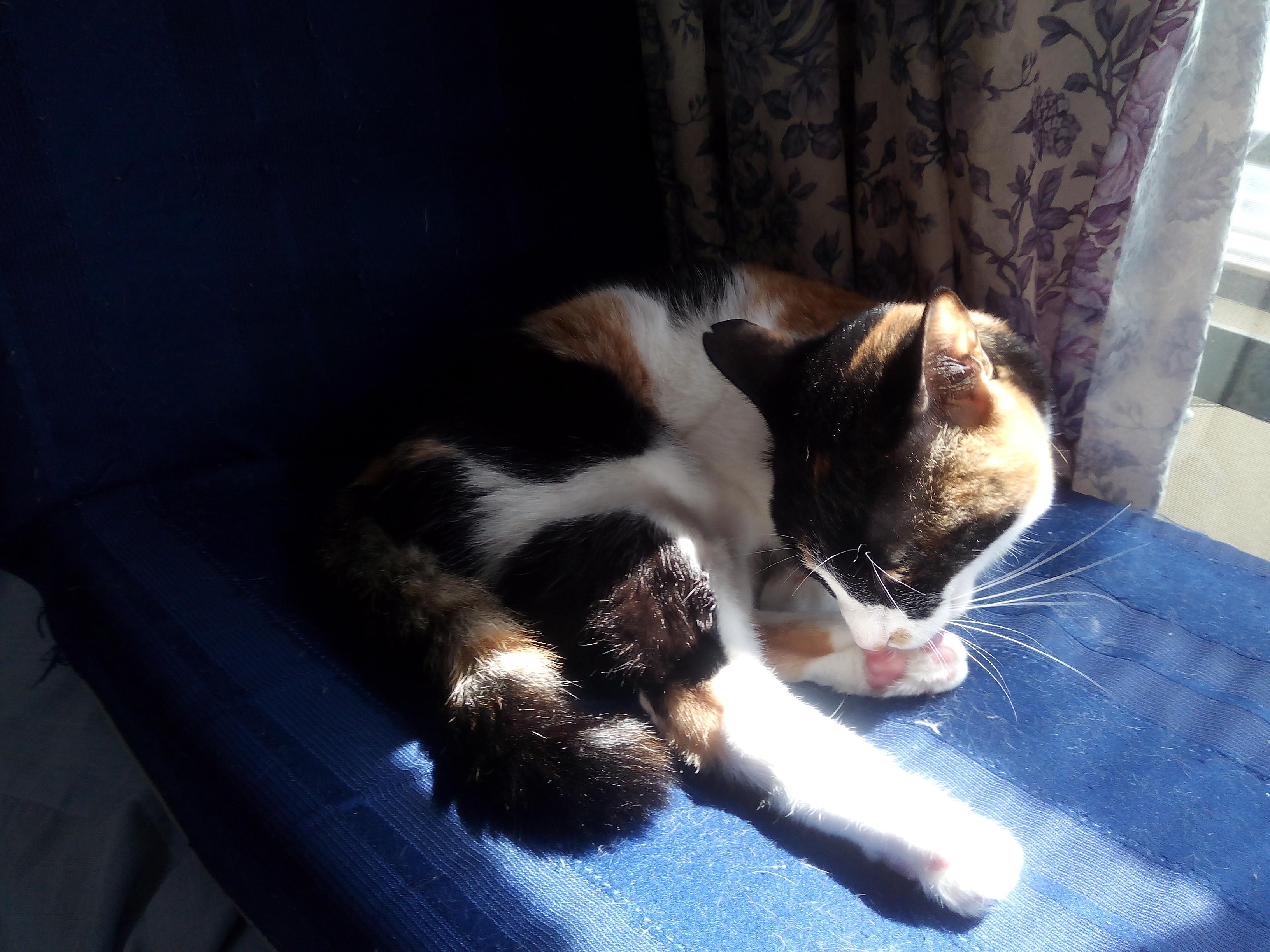 わんにゃんサイトの猫の写真