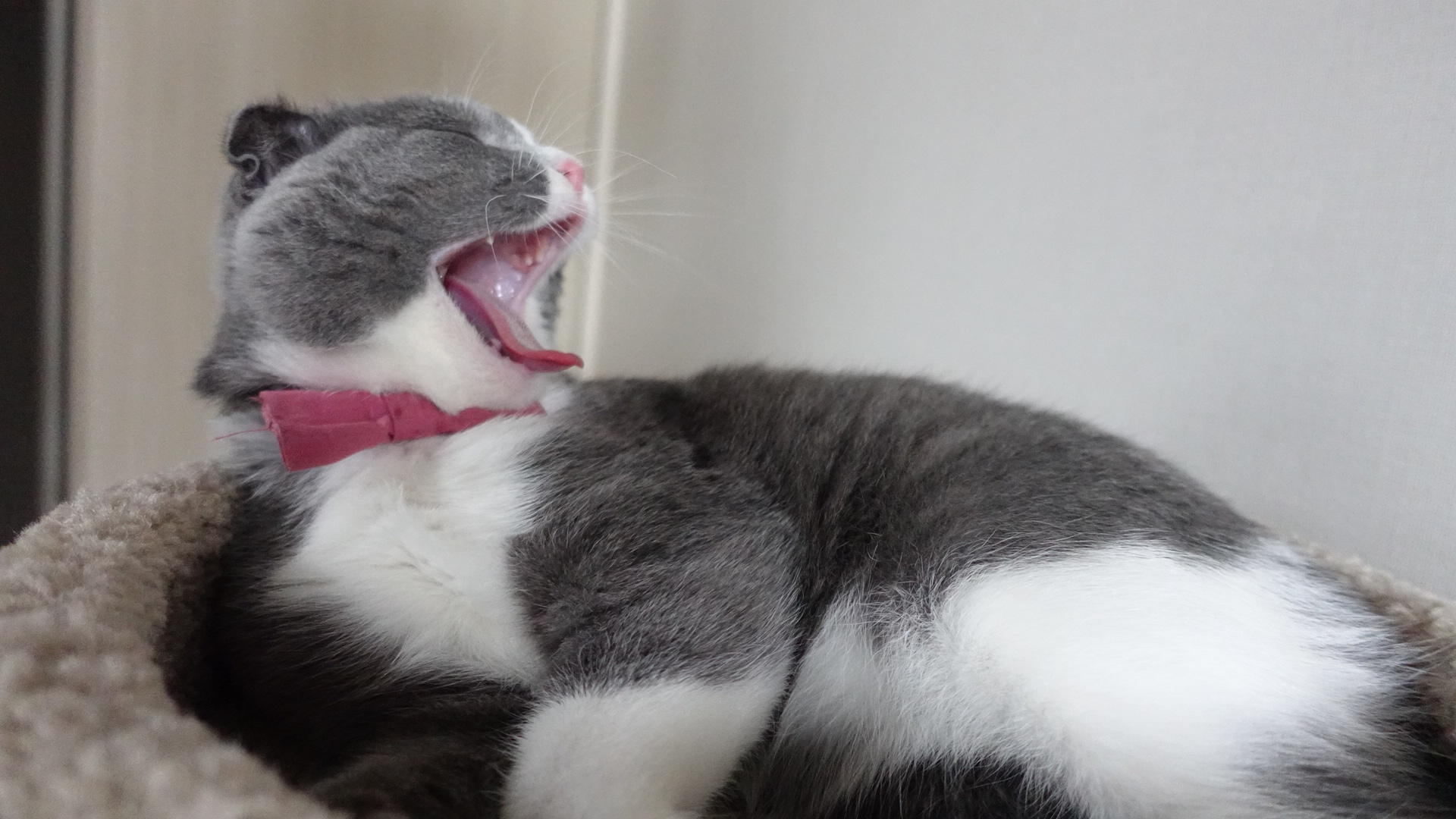 わんにゃんサイトの猫の写真