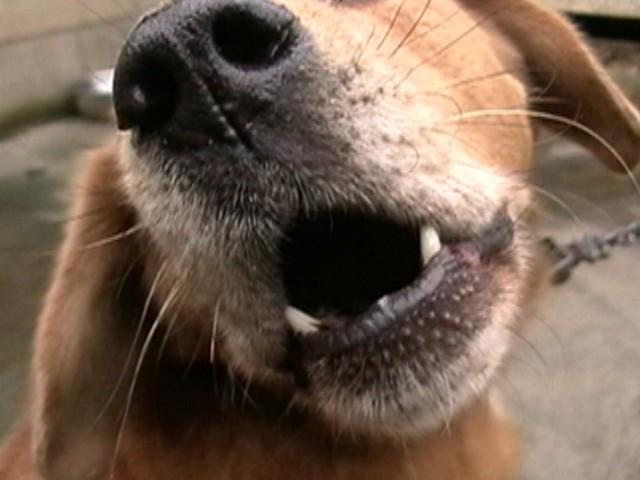 わんにゃんサイトの犬の写真