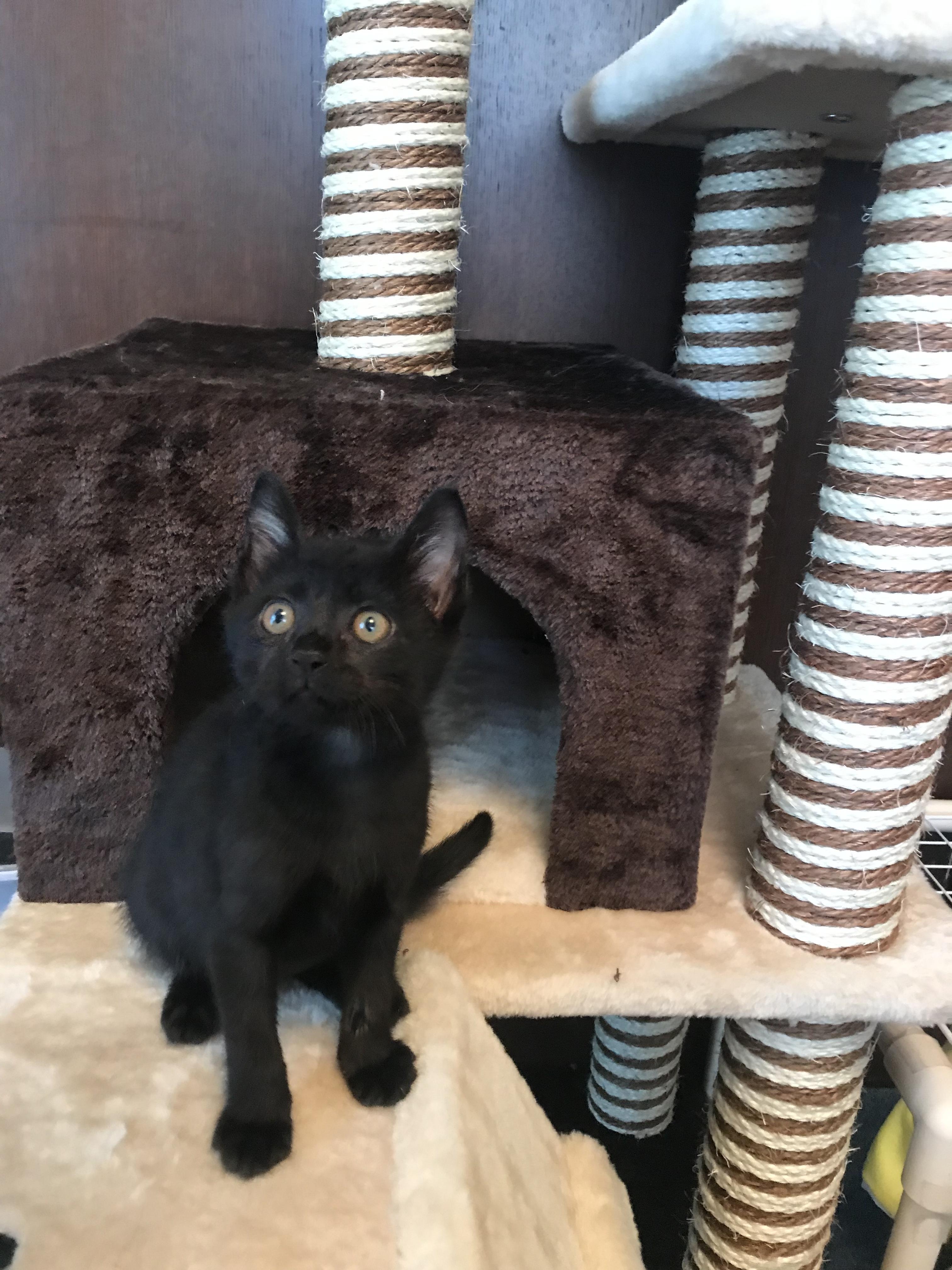 わんにゃんサイトの猫の写真