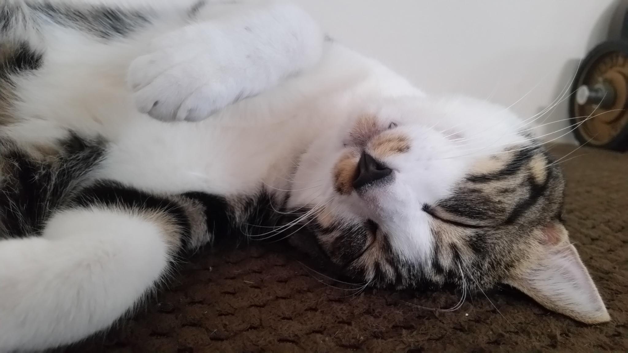 わんにゃんサイトの猫の写真