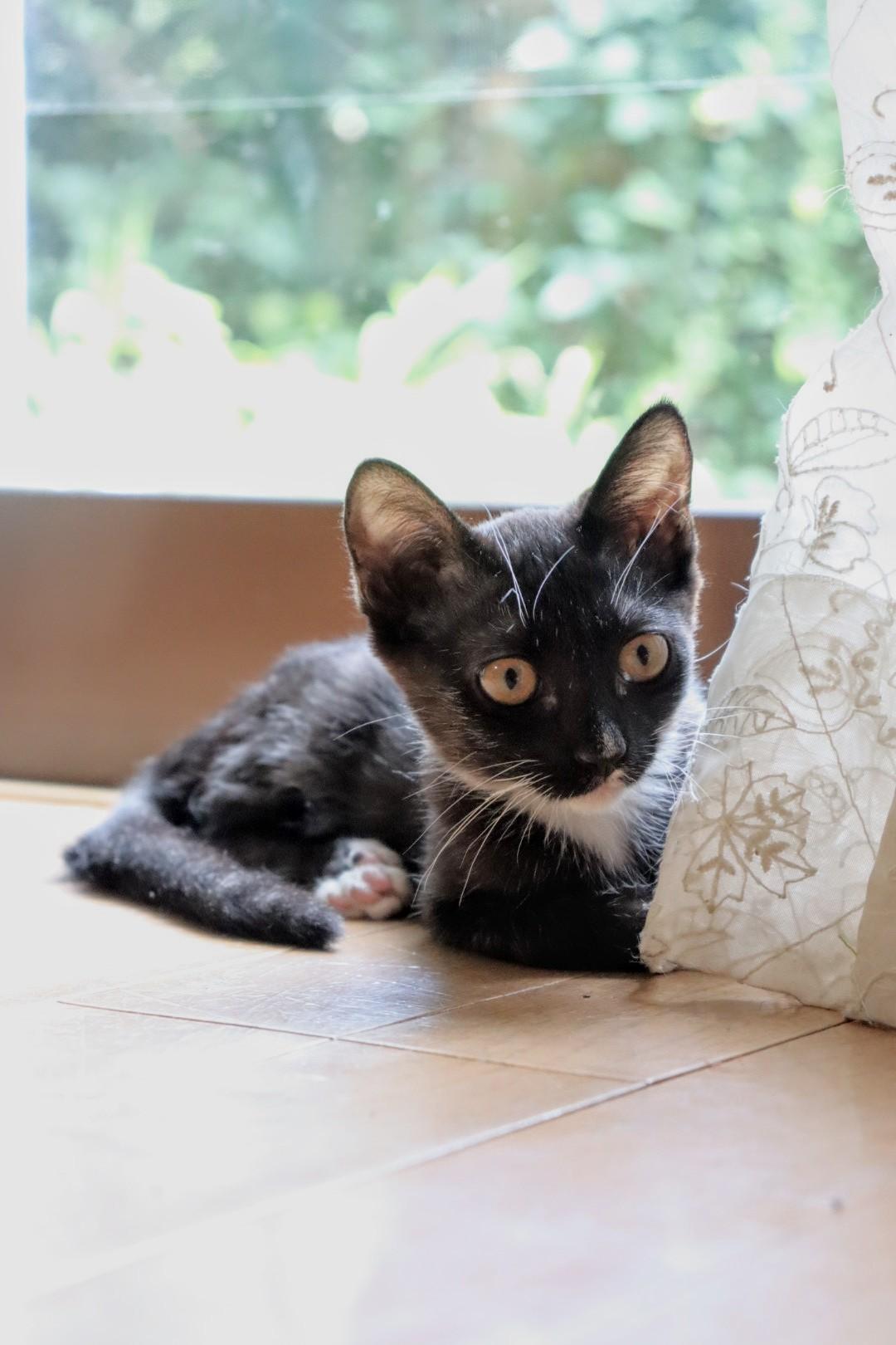 わんにゃんサイトの猫の写真