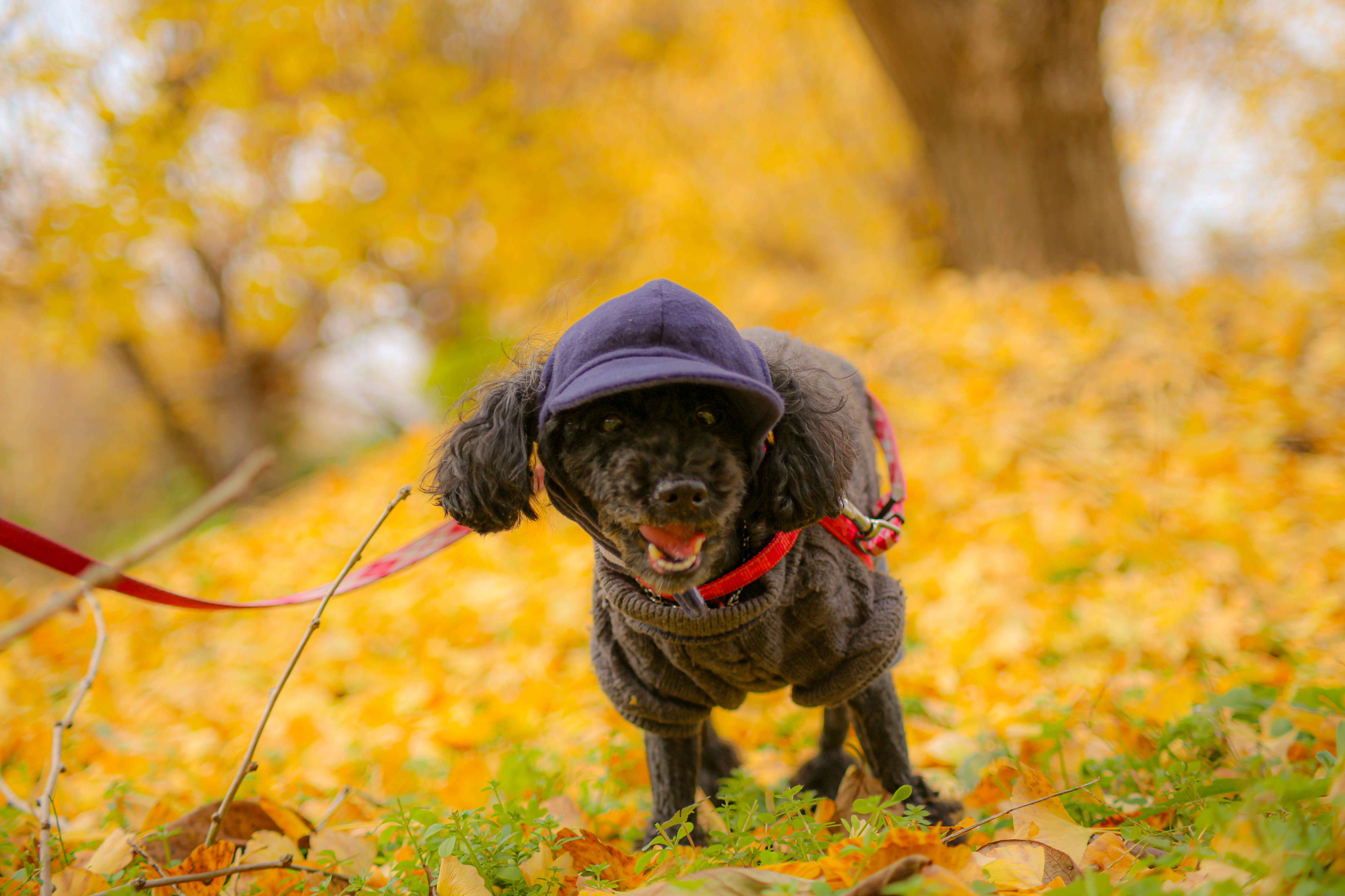 わんにゃんサイトの犬の写真