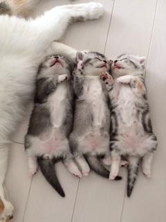 わんにゃんサイトの猫の写真