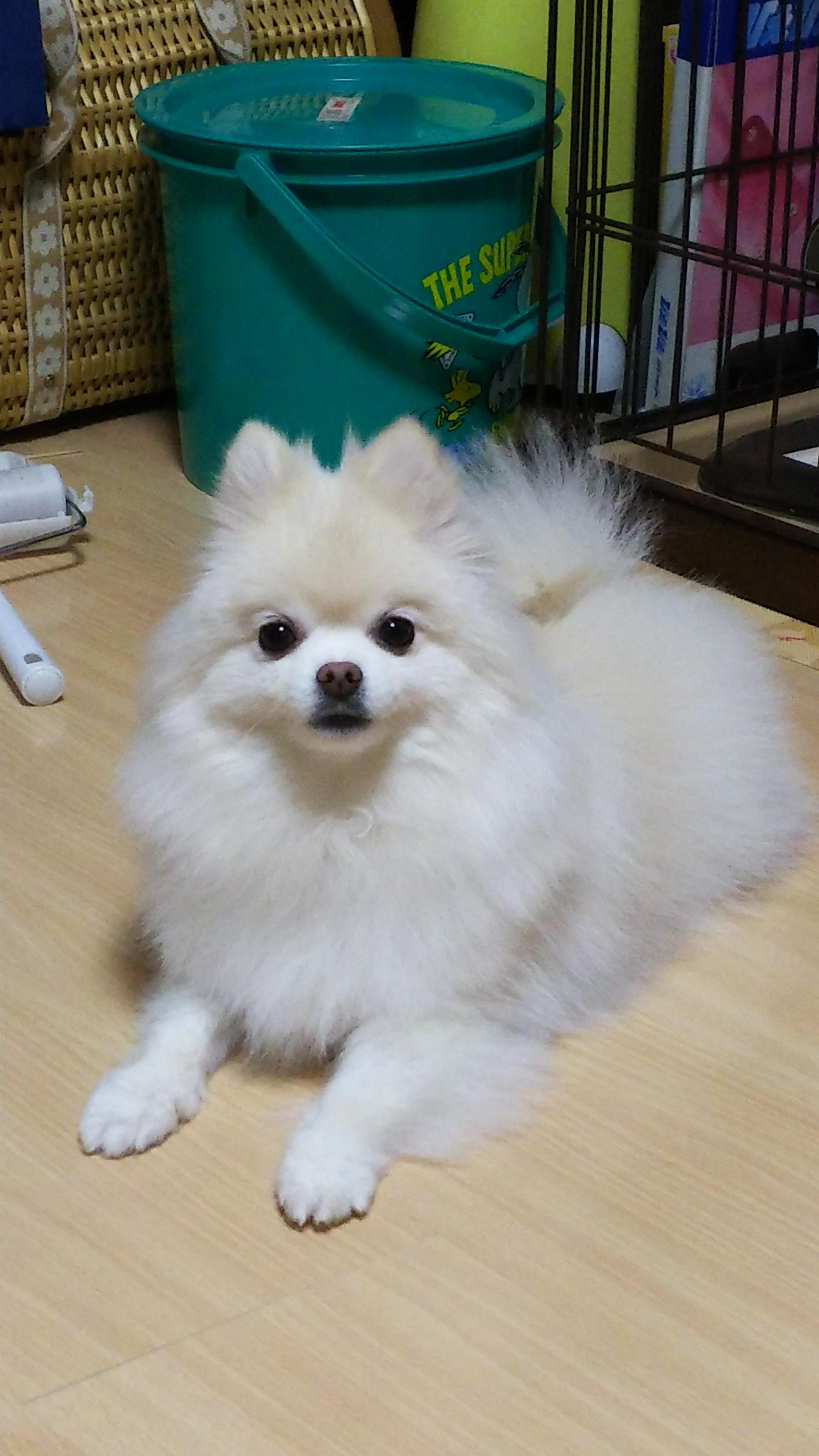 わんにゃんサイトの犬の写真