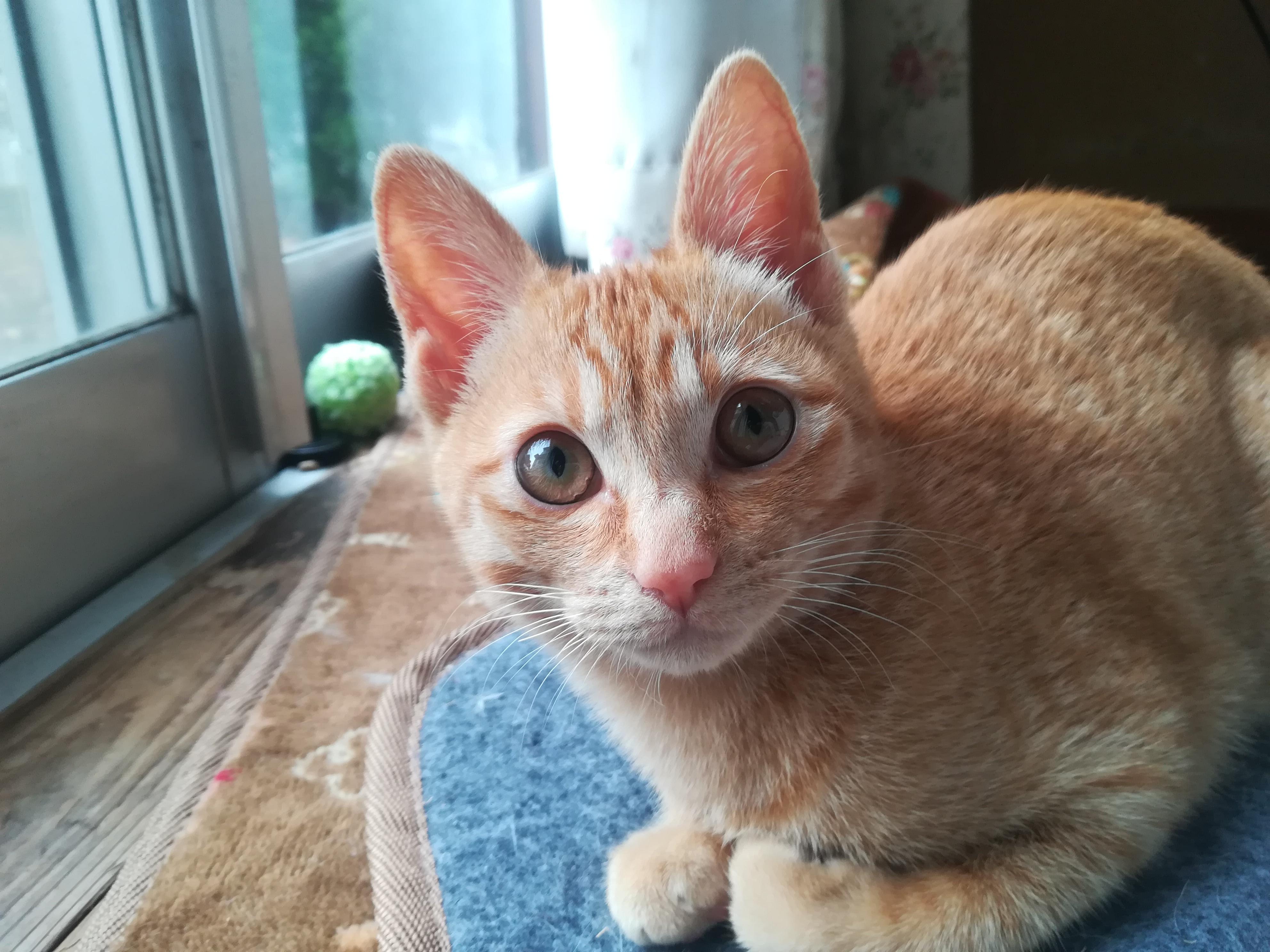 わんにゃんサイトの猫の写真