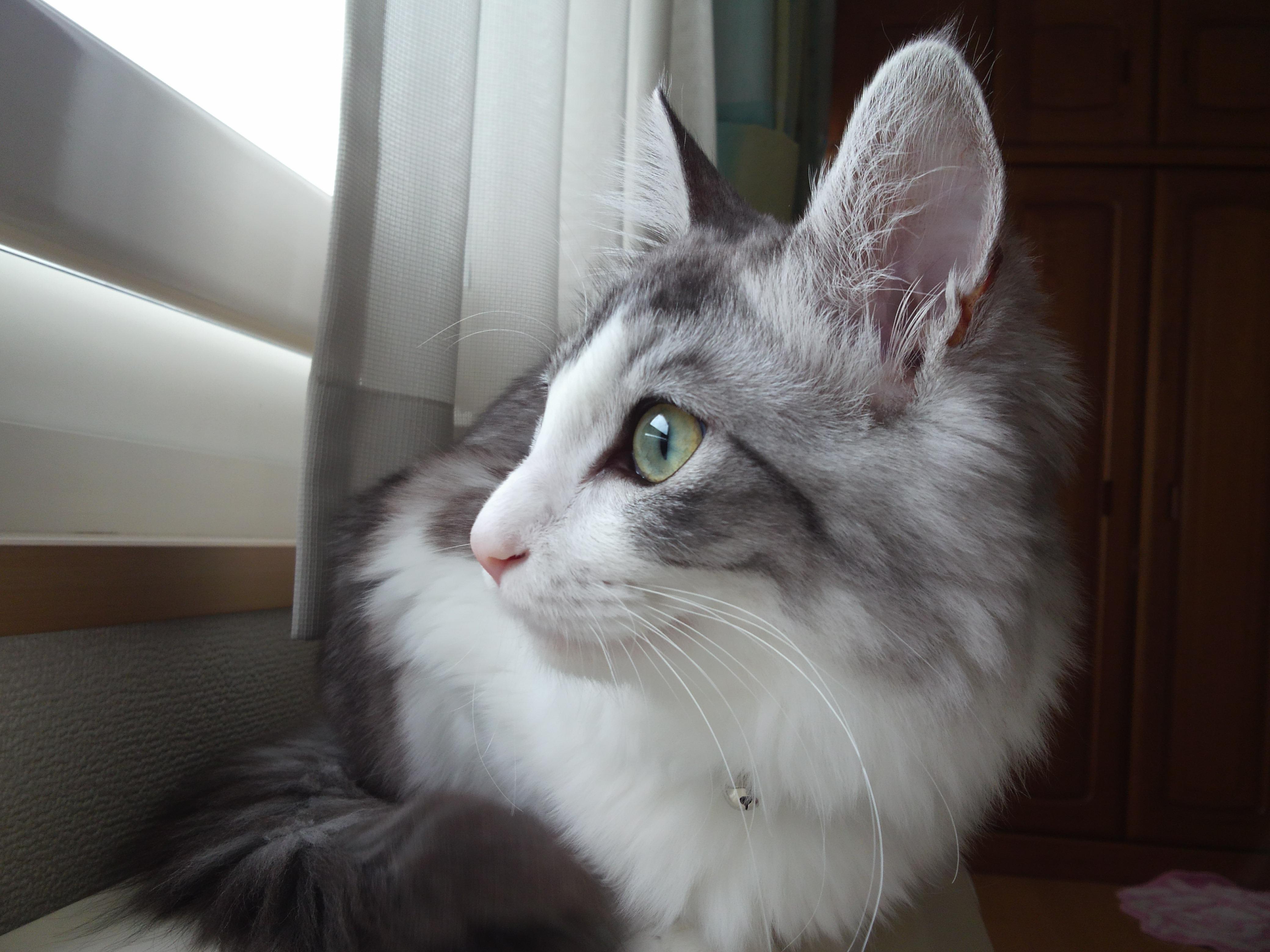 わんにゃんサイトの猫の写真