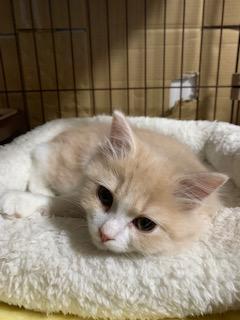 わんにゃんサイトの猫の写真