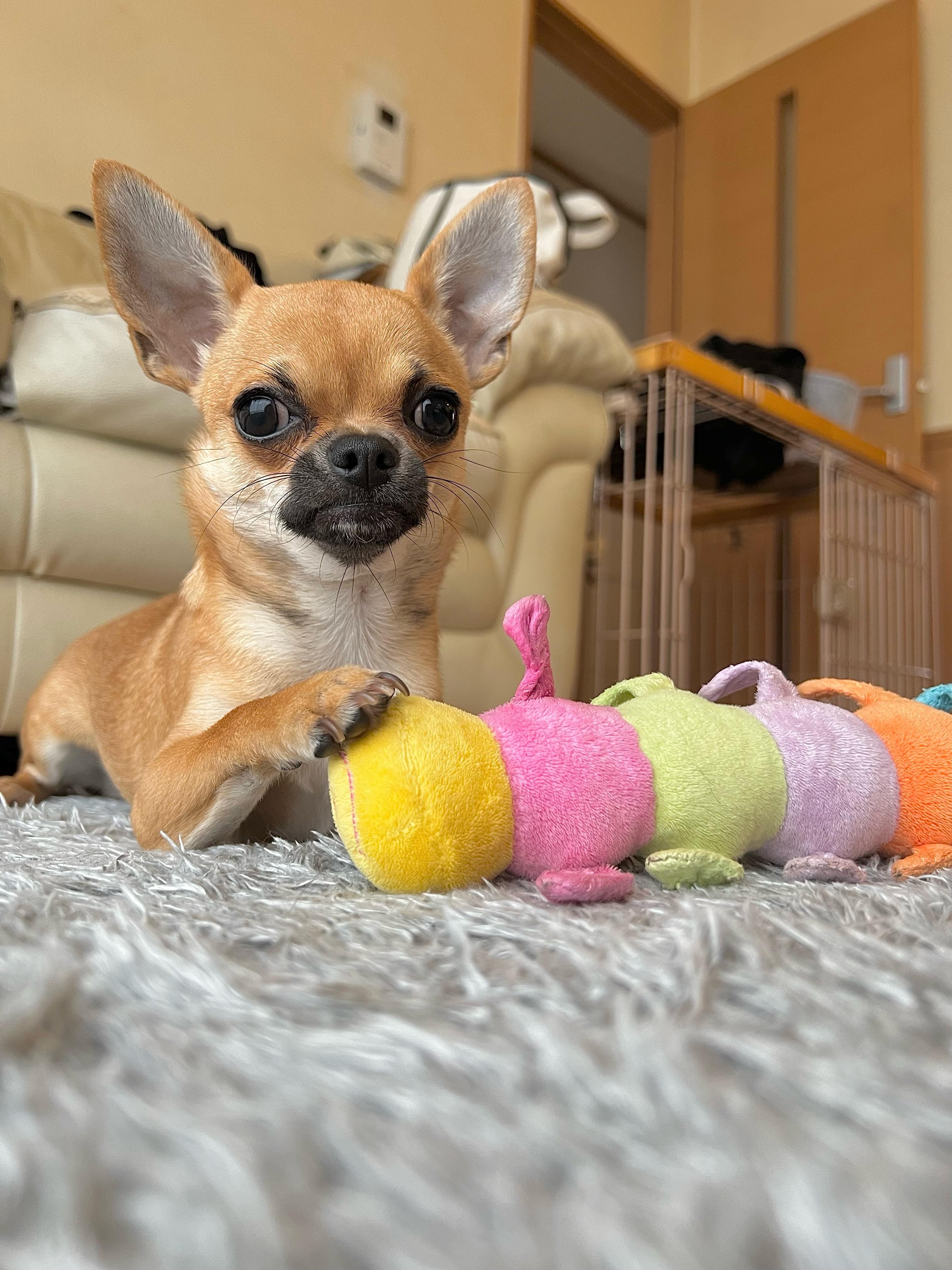 わんにゃんサイトの犬の写真