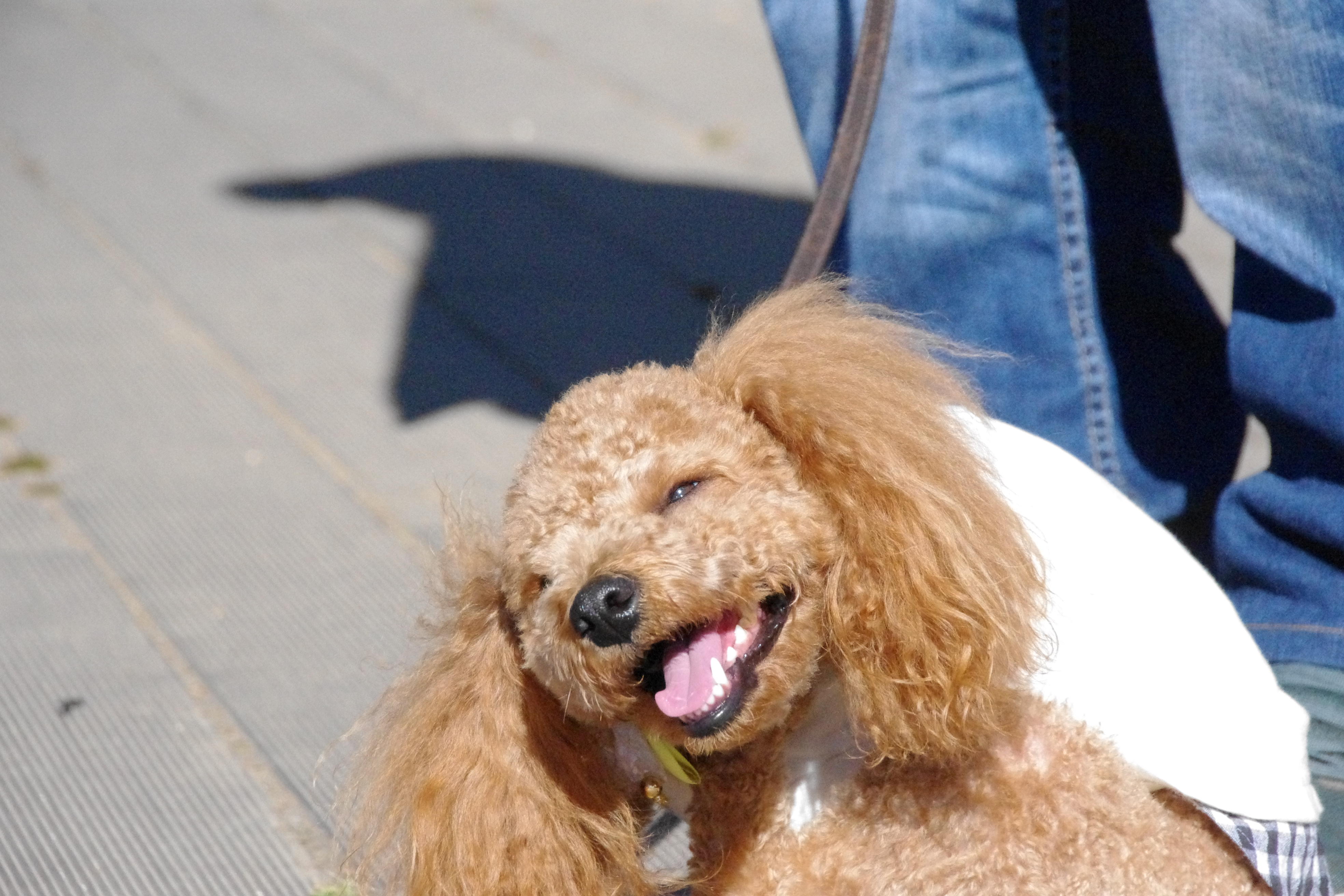 わんにゃんサイトの犬の写真