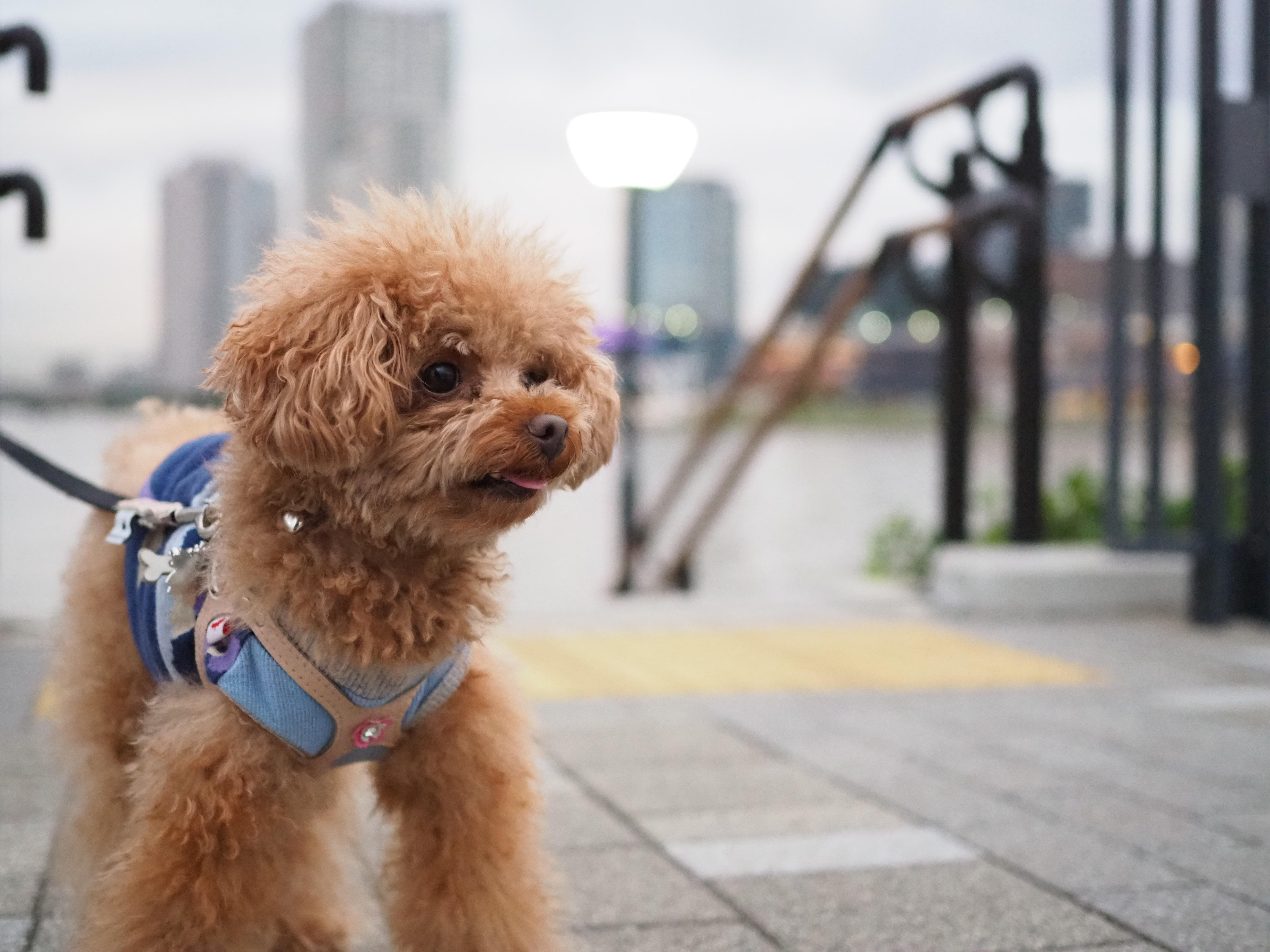 わんにゃんサイトの犬の写真