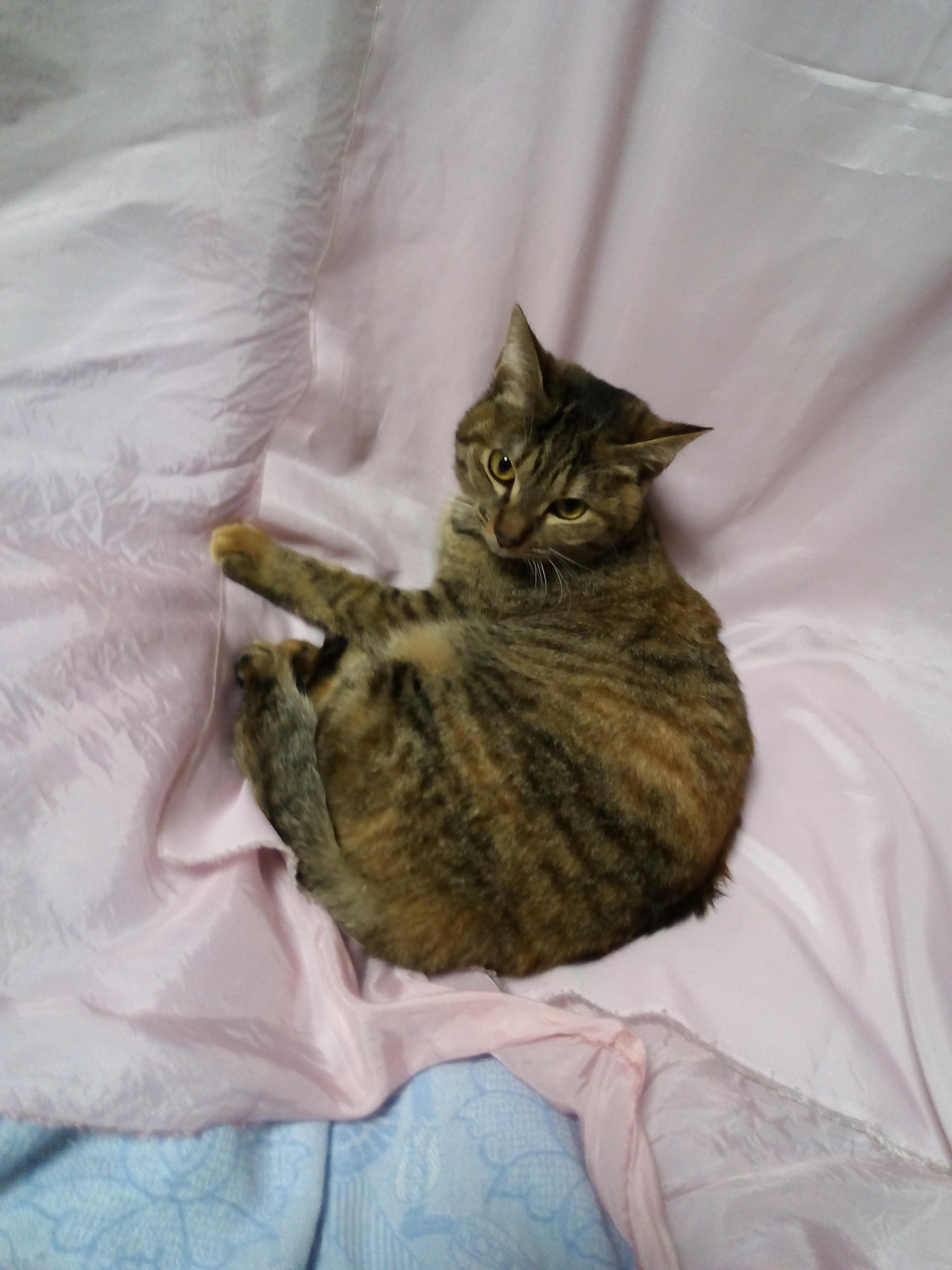 わんにゃんサイトの猫の写真