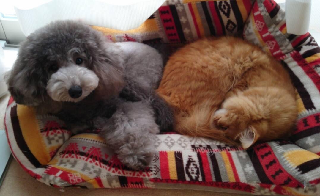 わんにゃんサイトの犬の写真