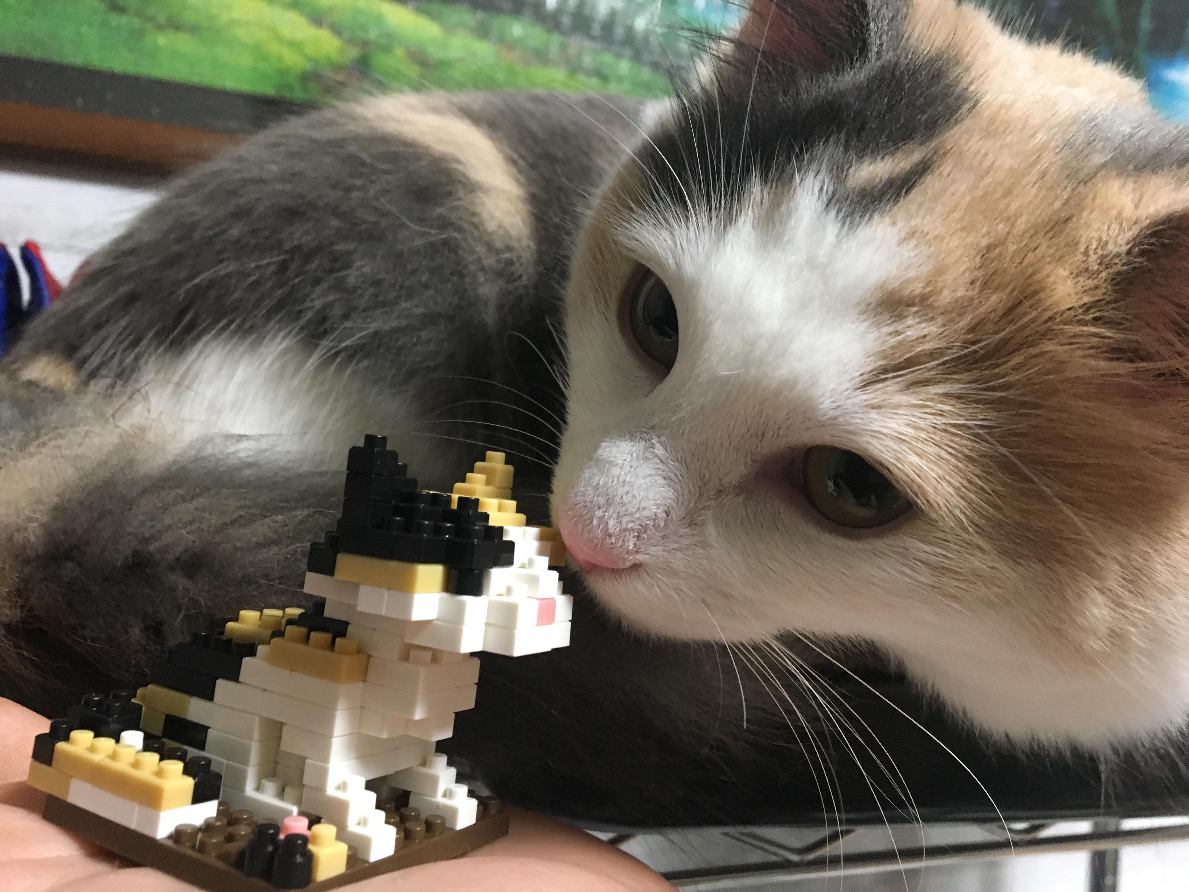 わんにゃんサイトの猫の写真