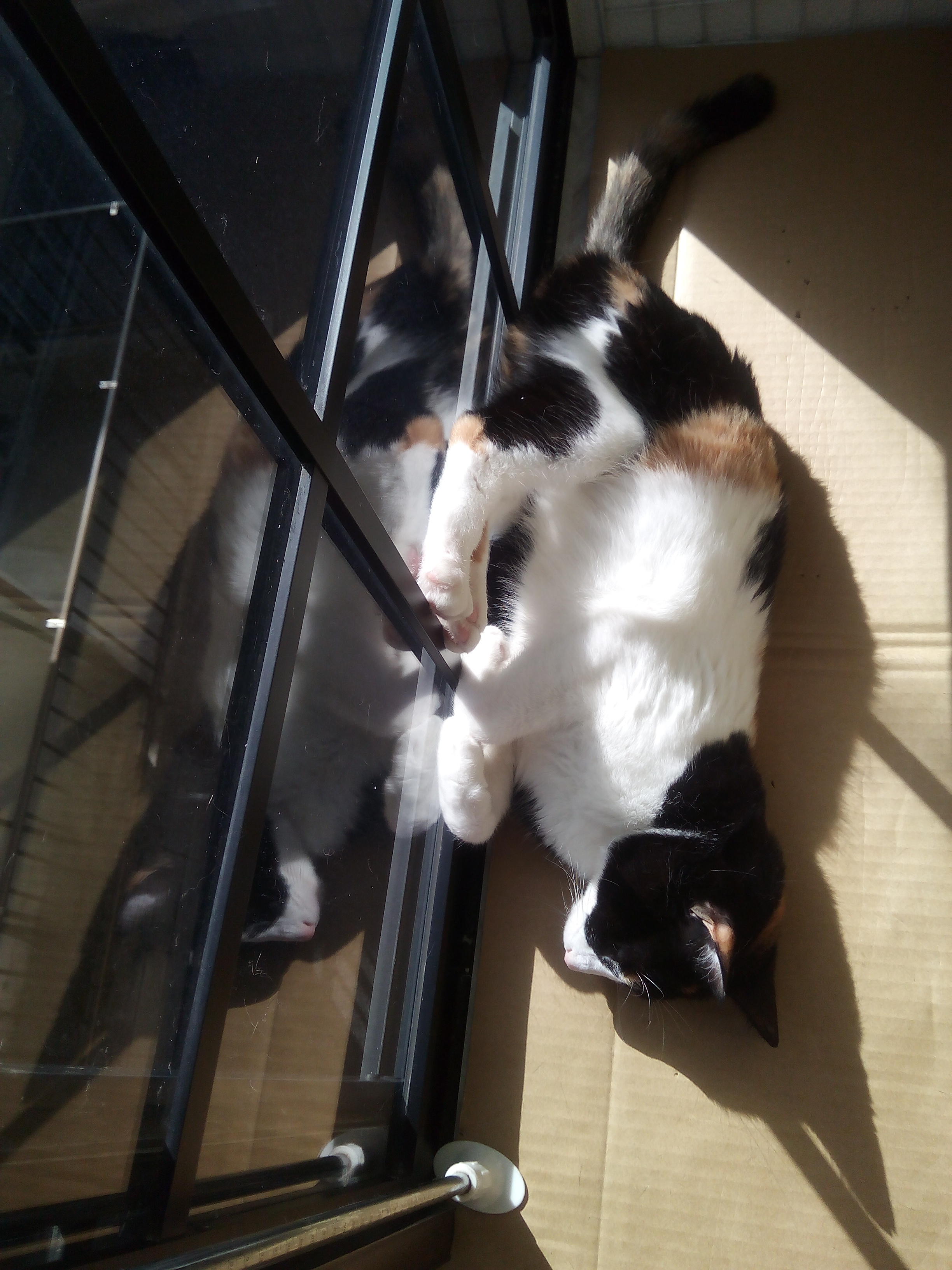 わんにゃんサイトの猫の写真