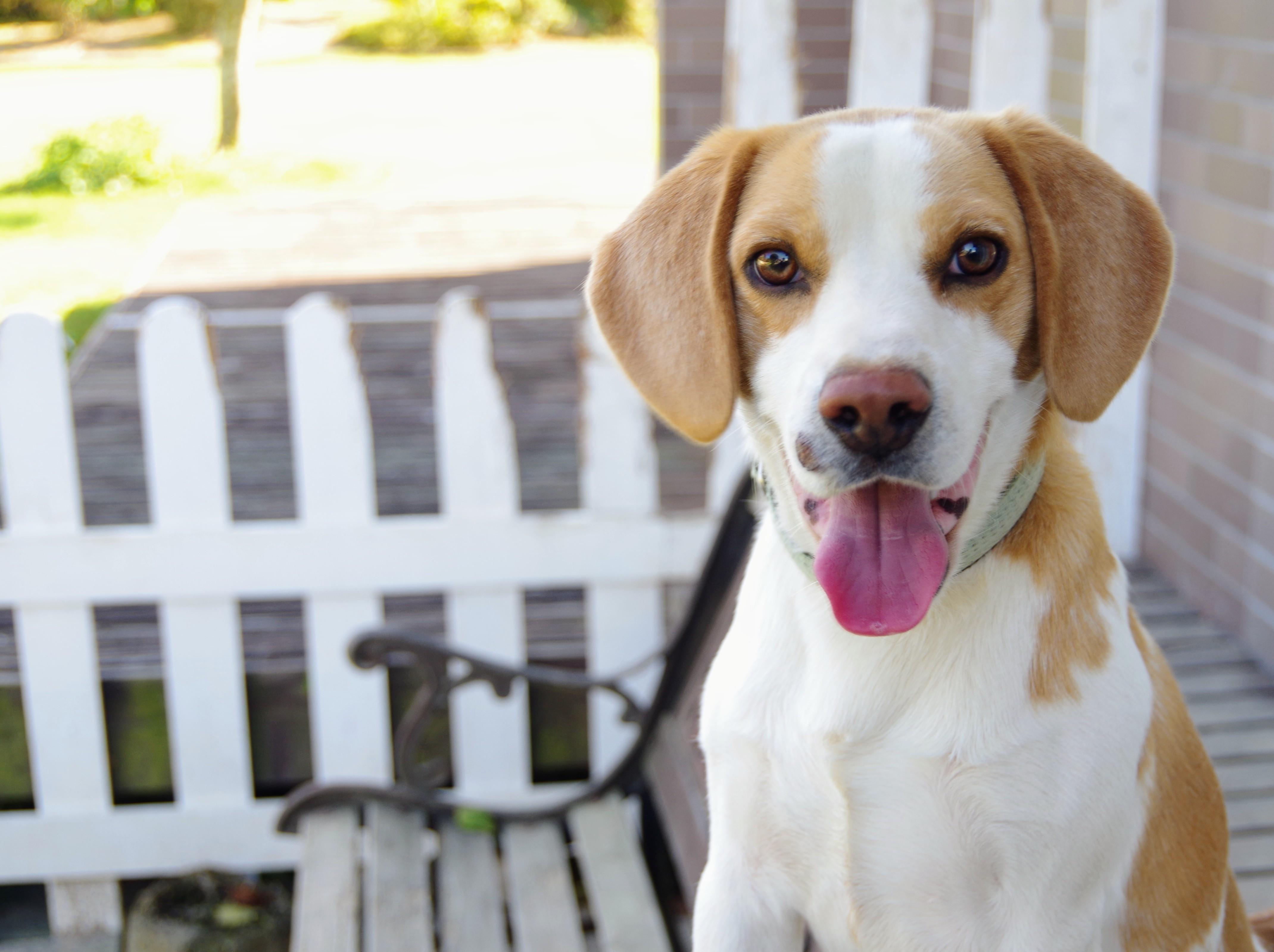 わんにゃんサイトの犬の写真