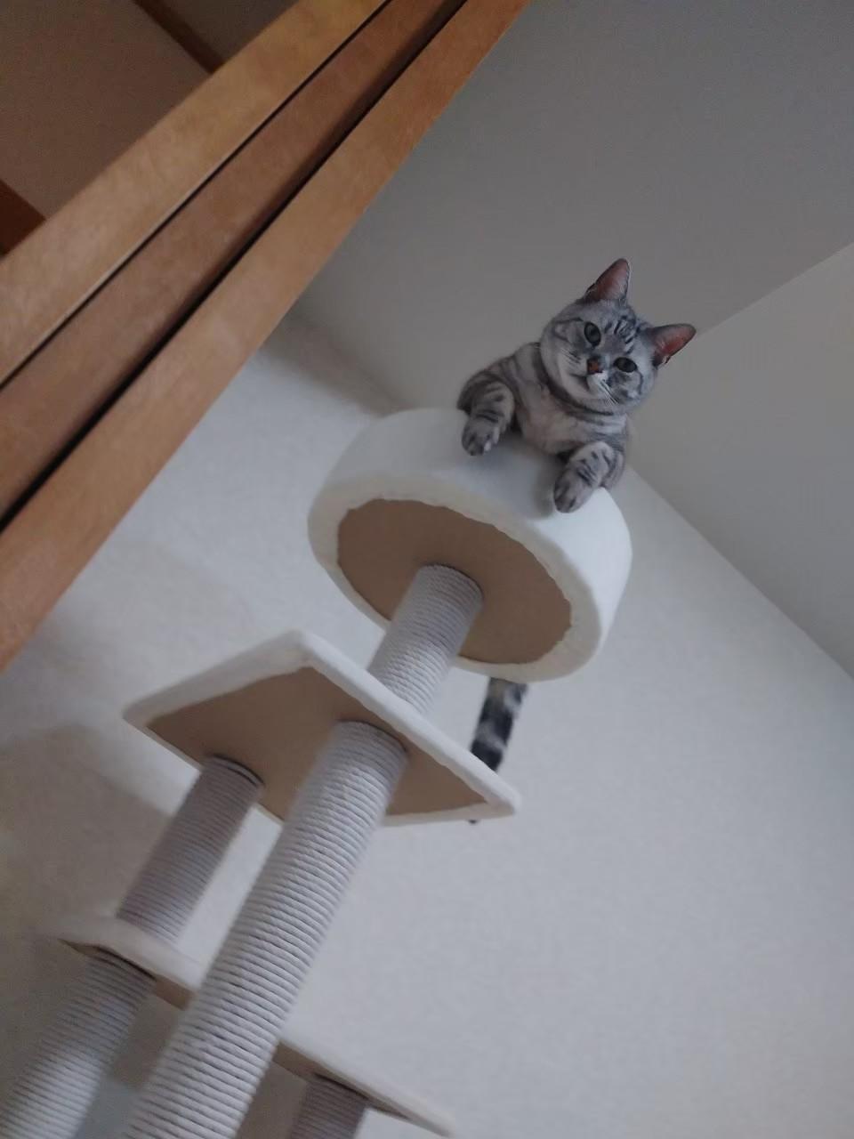 わんにゃんサイトの猫の写真