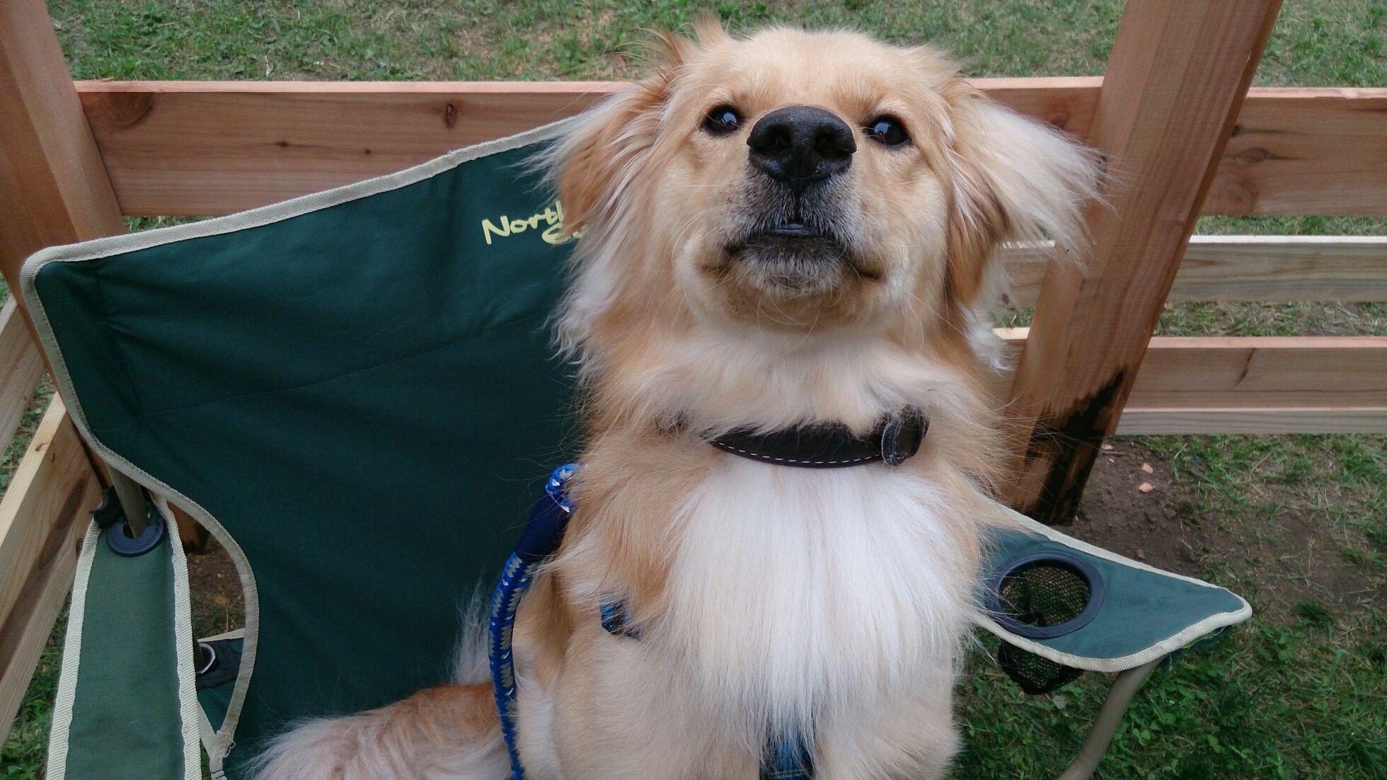 わんにゃんサイトの犬の写真