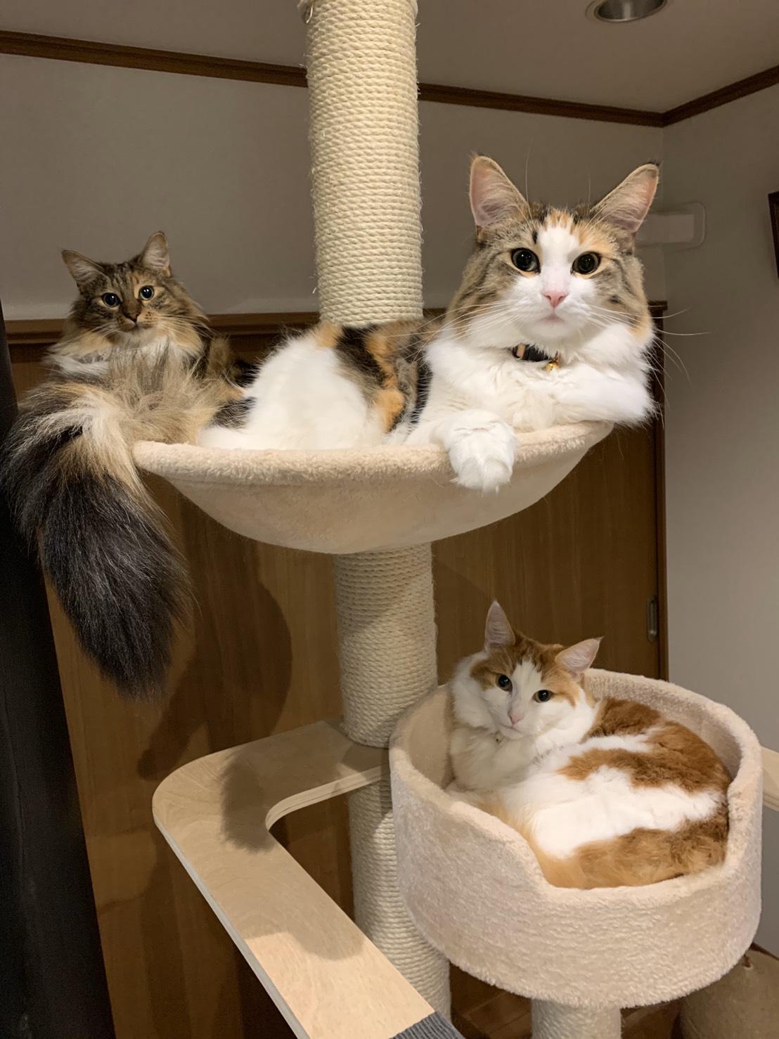 わんにゃんサイトの猫の写真