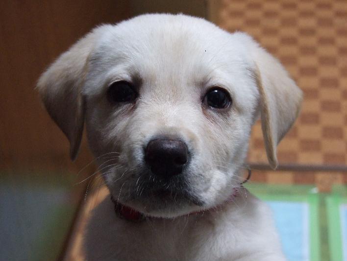 わんにゃんサイトの犬の写真