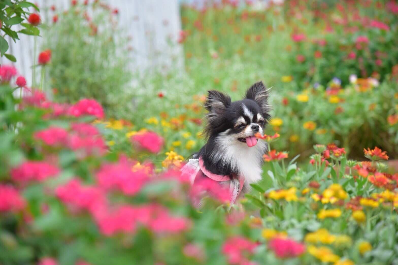 わんにゃんサイトの犬の写真