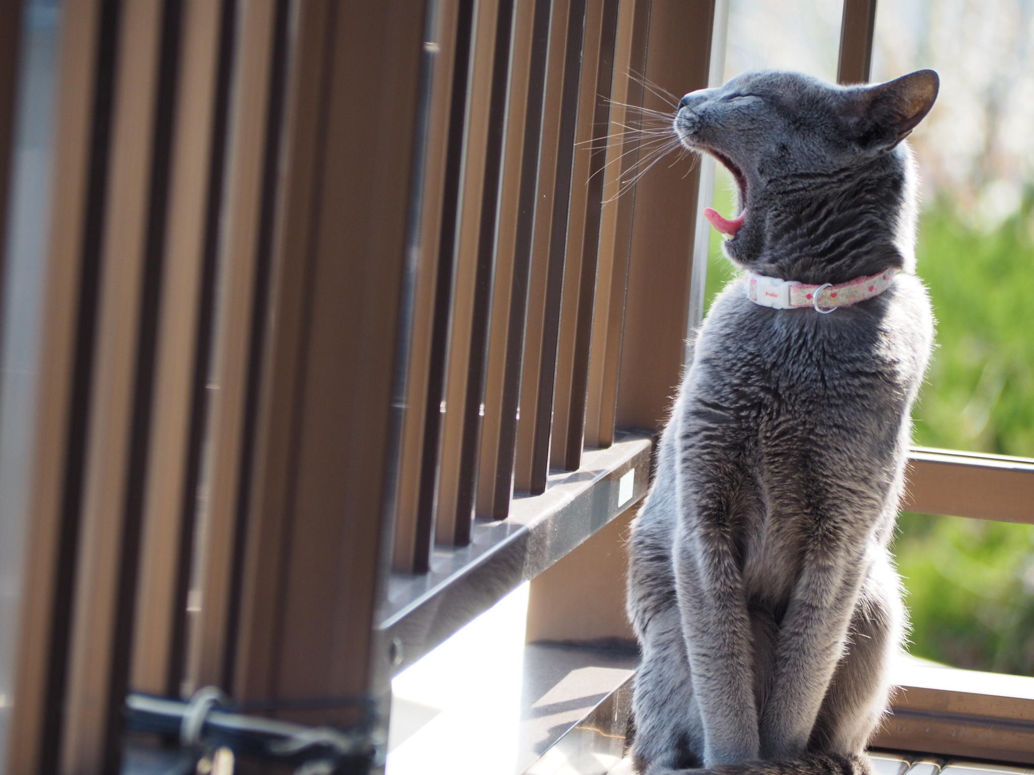 わんにゃんサイトの猫の写真