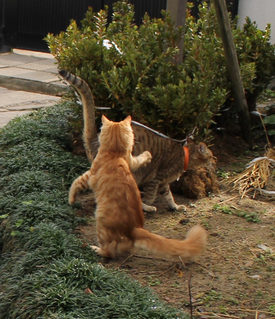 わんにゃんサイトの猫の写真