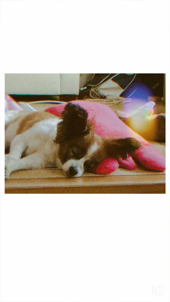 わんにゃんサイトの犬の写真