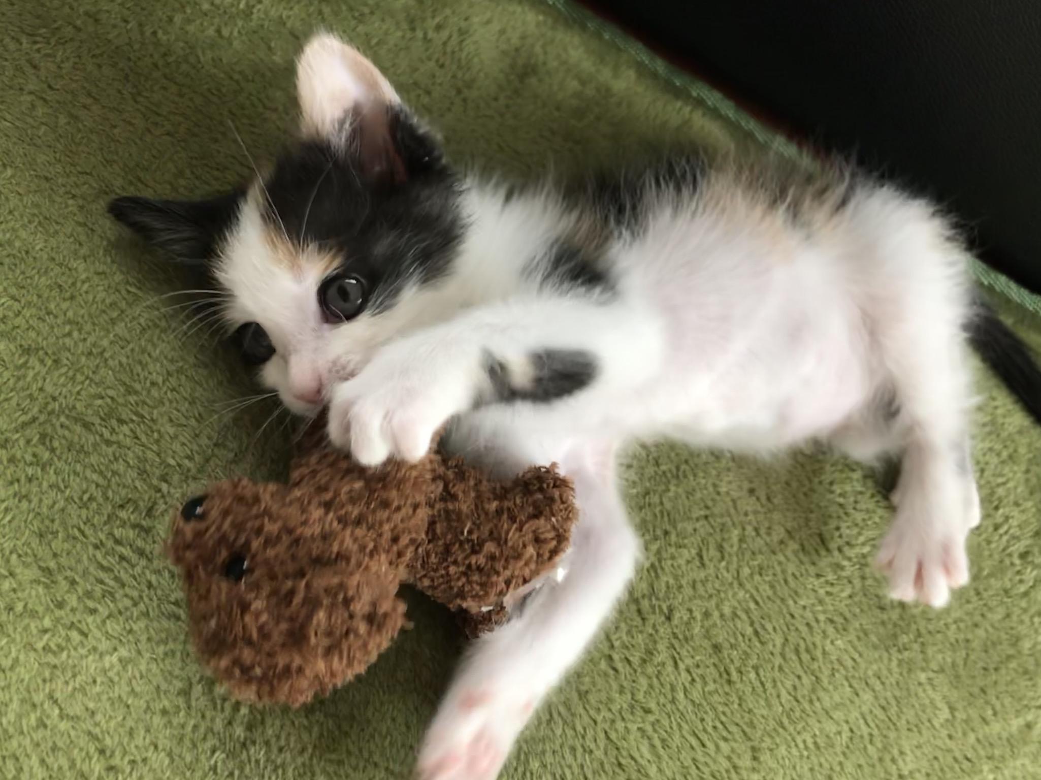 わんにゃんサイトの猫の写真