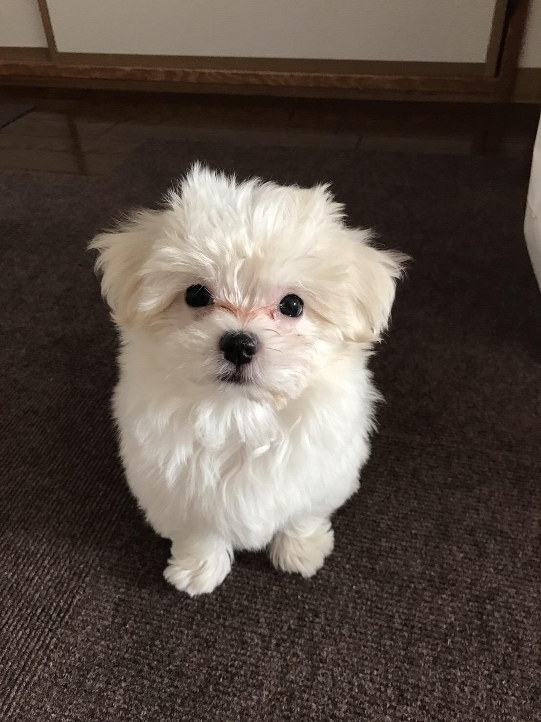 わんにゃんサイトの犬の写真