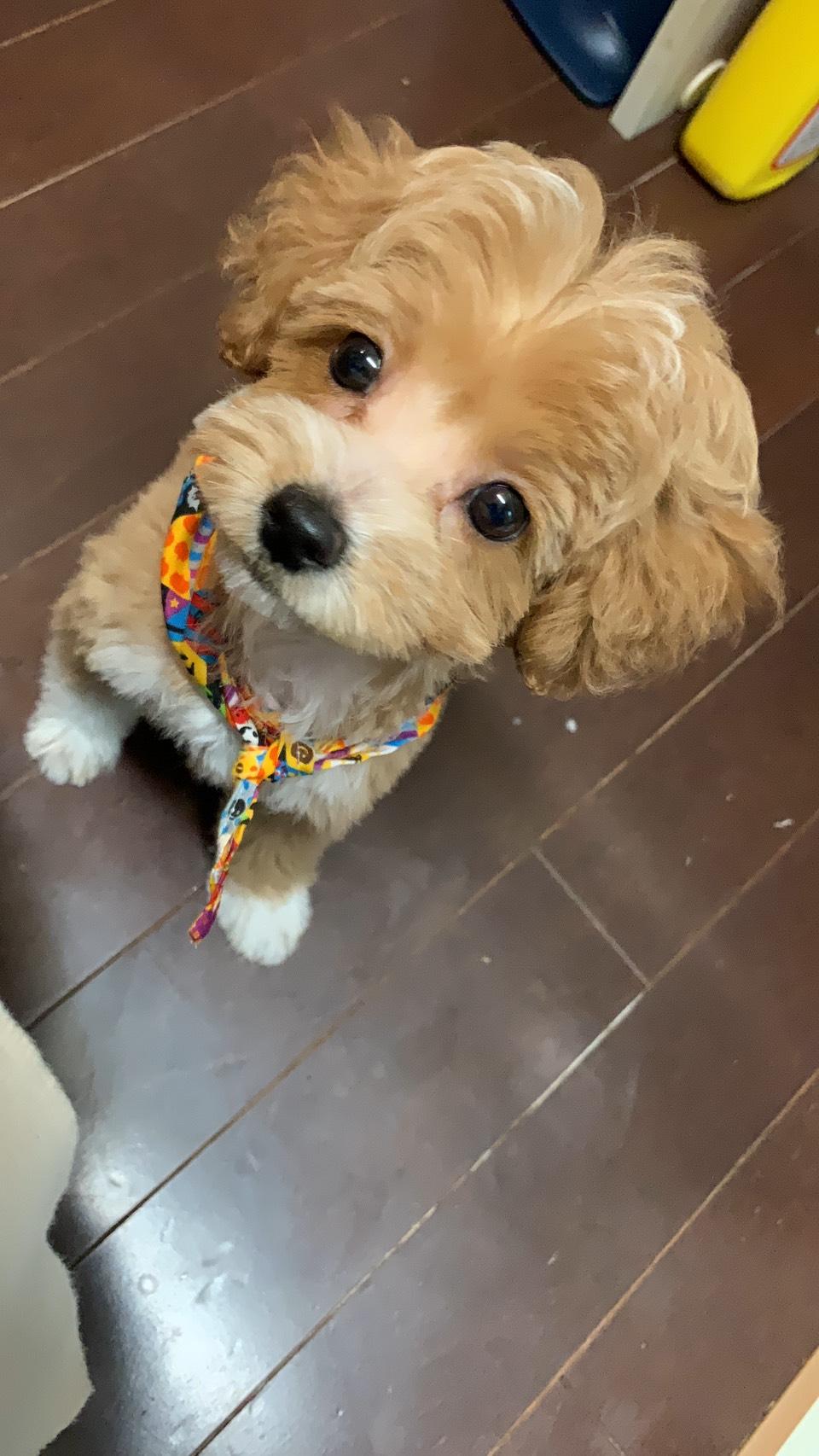 わんにゃんサイトの犬の写真