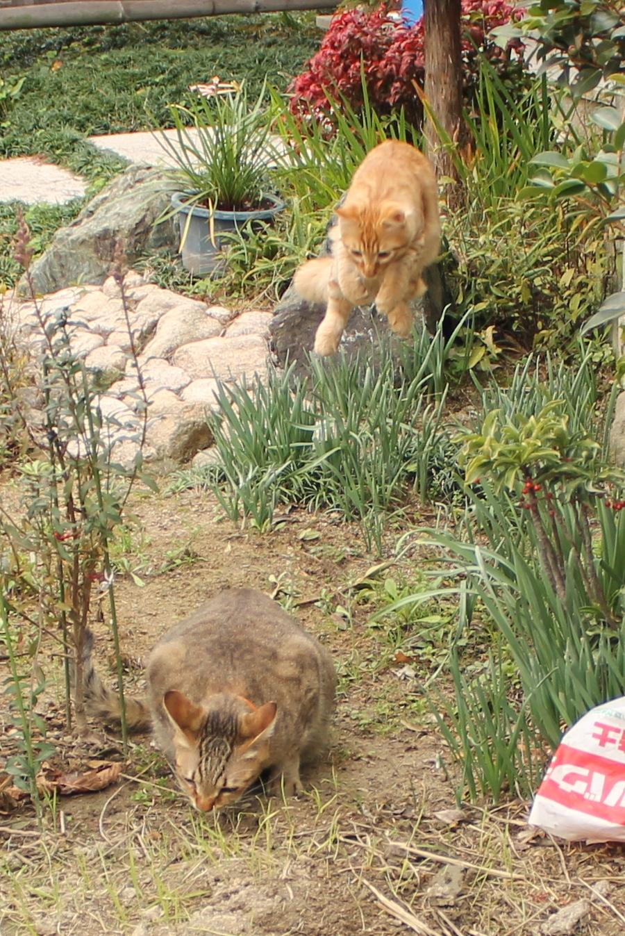 わんにゃんサイトの猫の写真