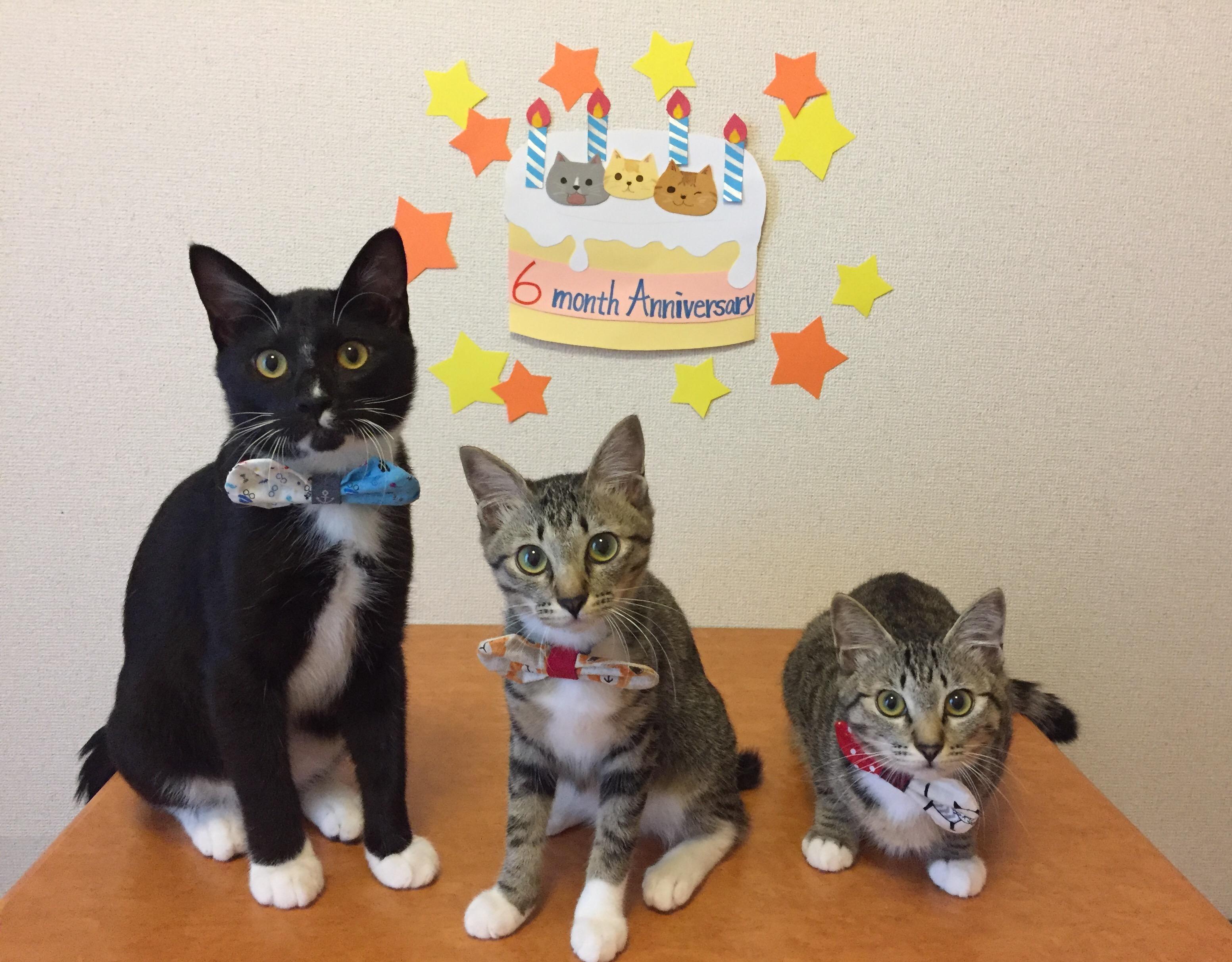 わんにゃんサイトの猫の写真